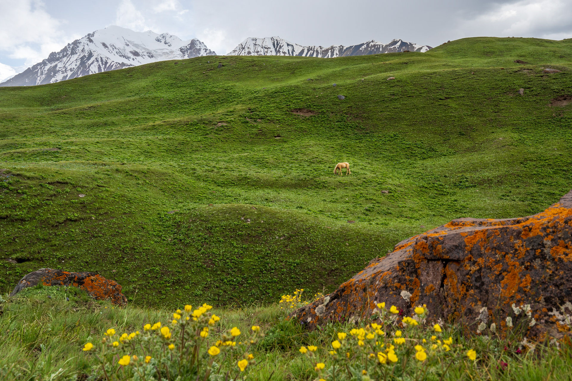 A lonely horse, right by our camp