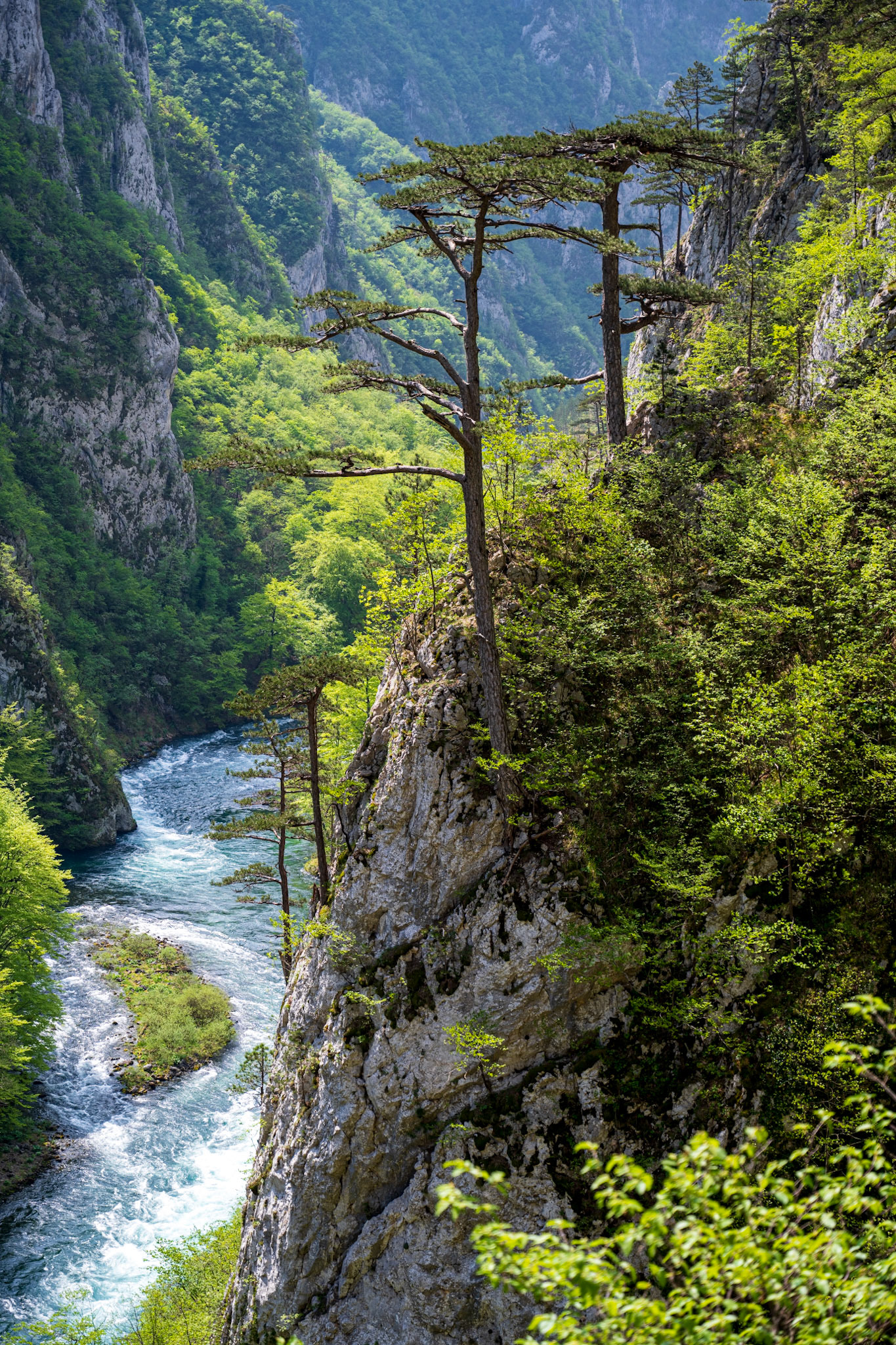 Incredible trees growing right from the rocks
