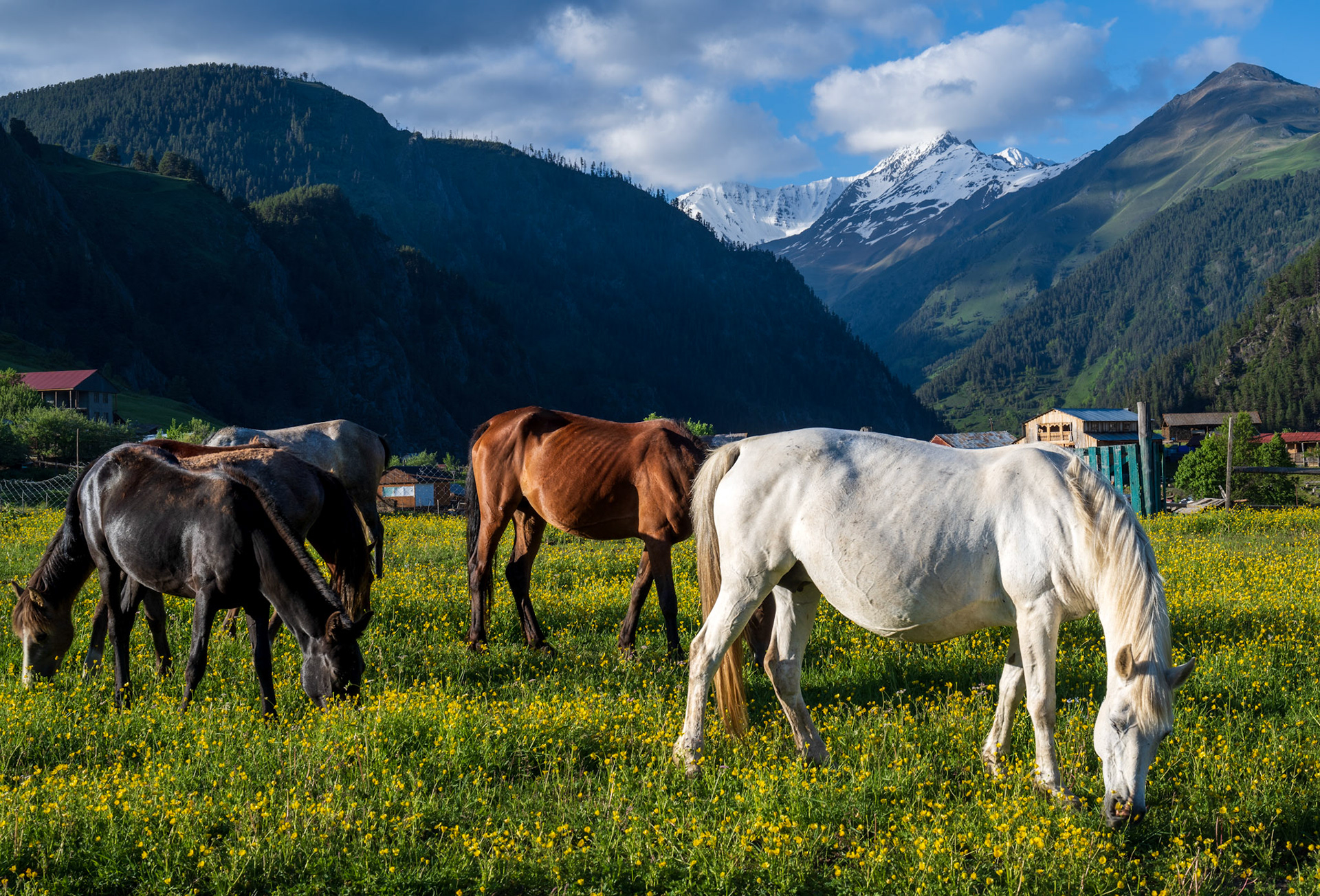 Horses roaming freely in this amazing scenery