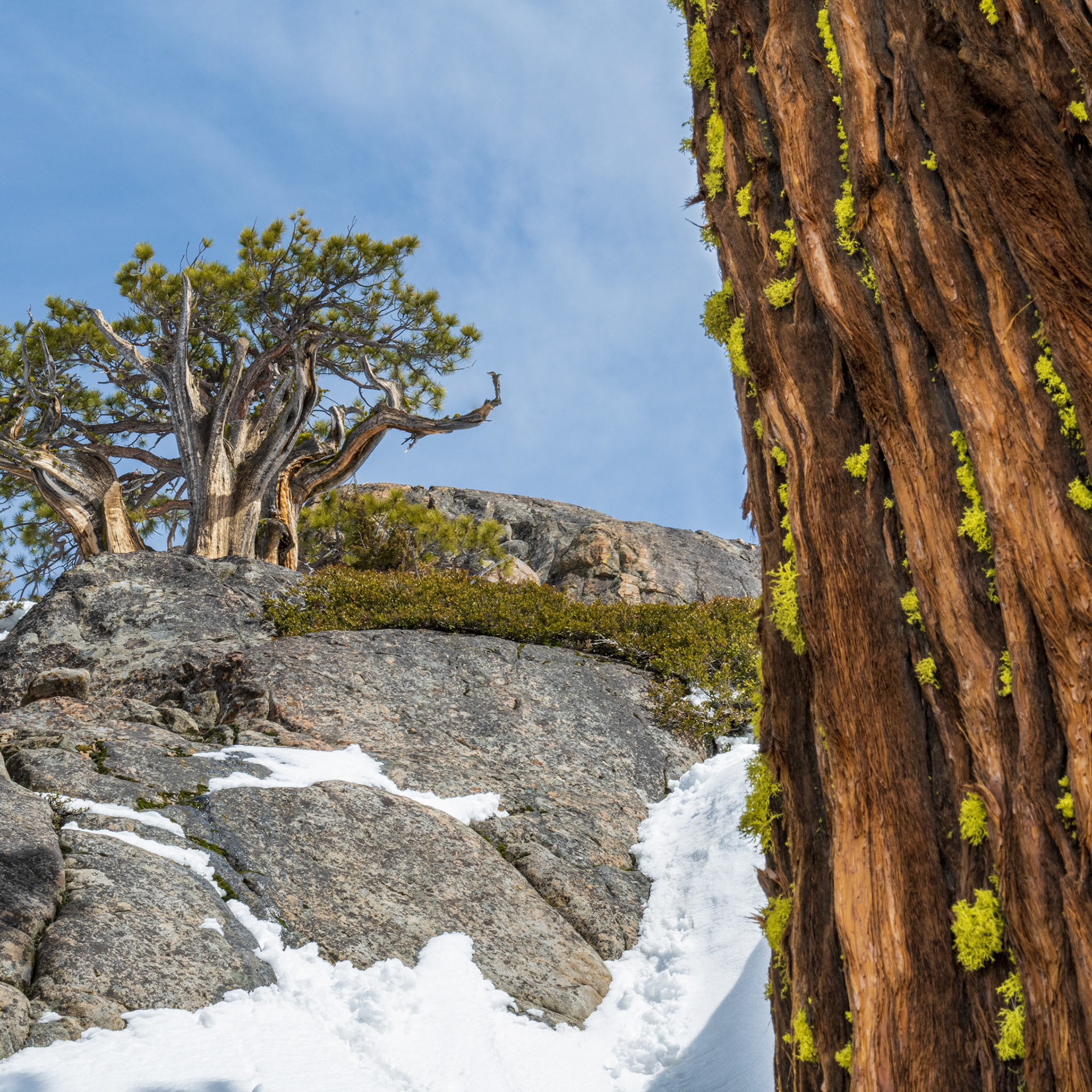 A several centuries old Bristlecone pine in the background