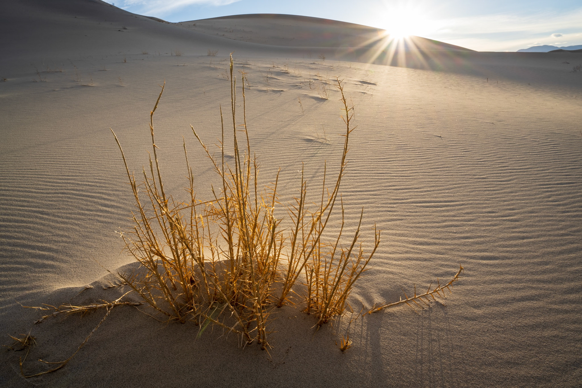 Life persists in the harshest environments