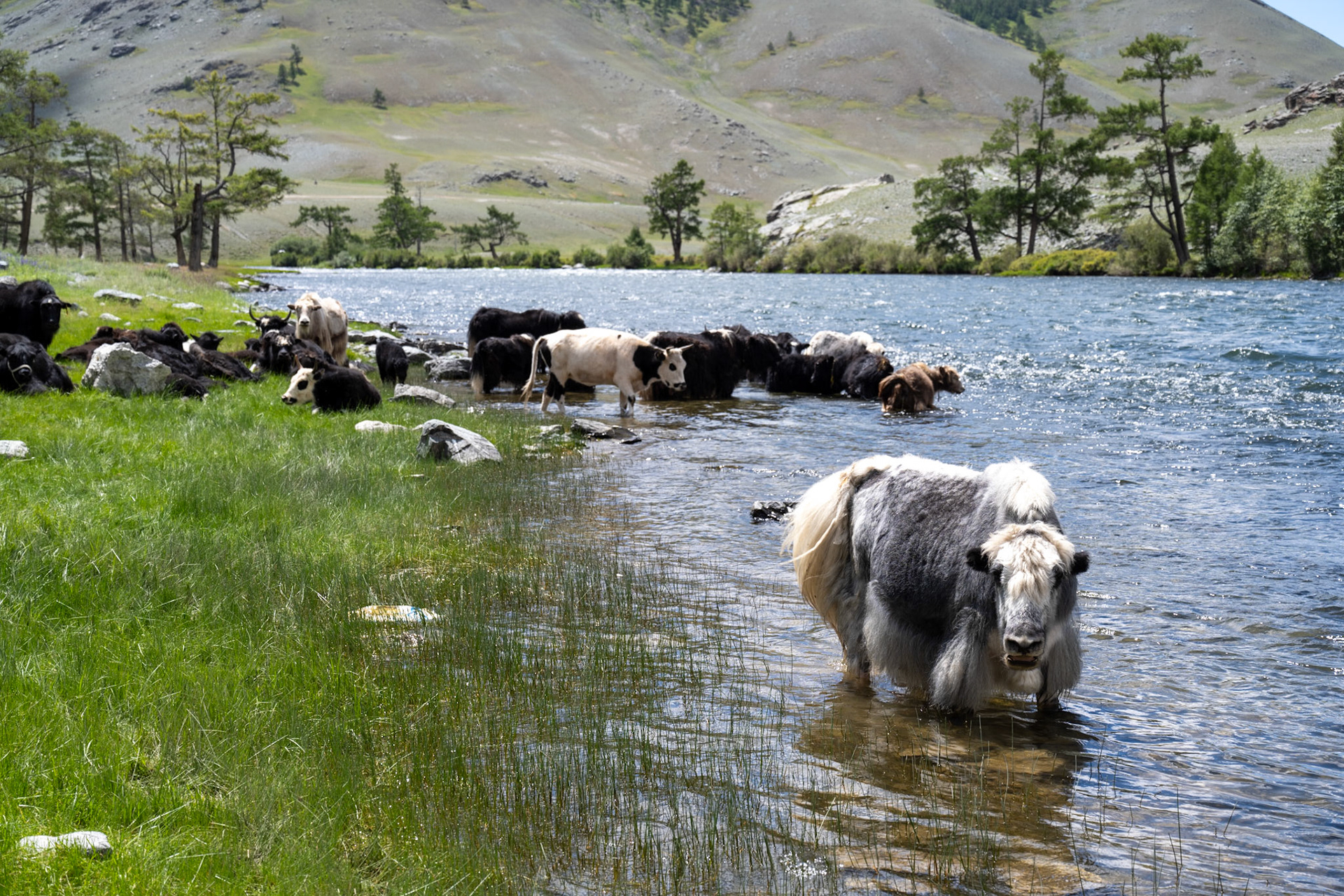 Yaks as our only companions
