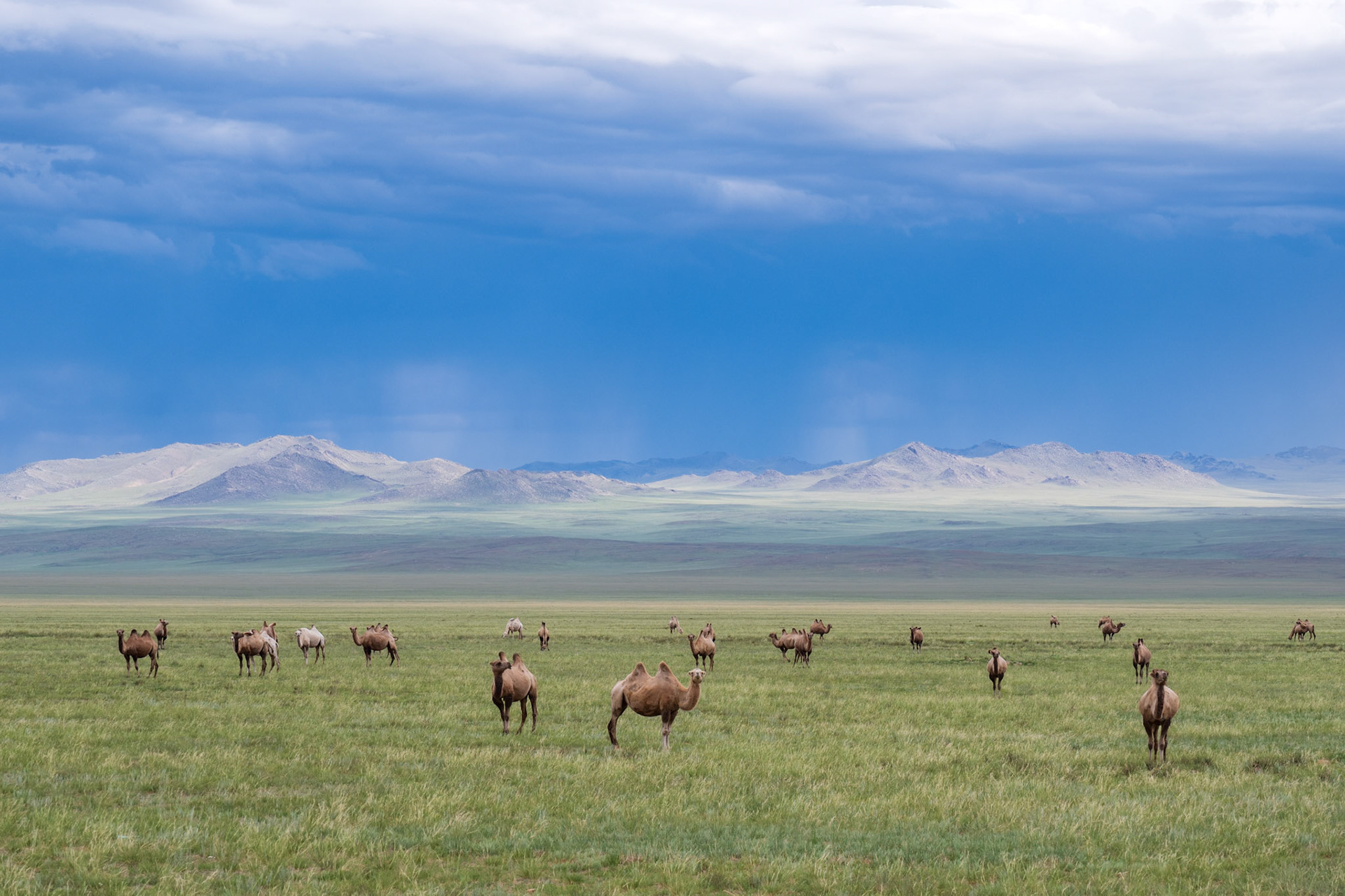 Camels and stormy weather