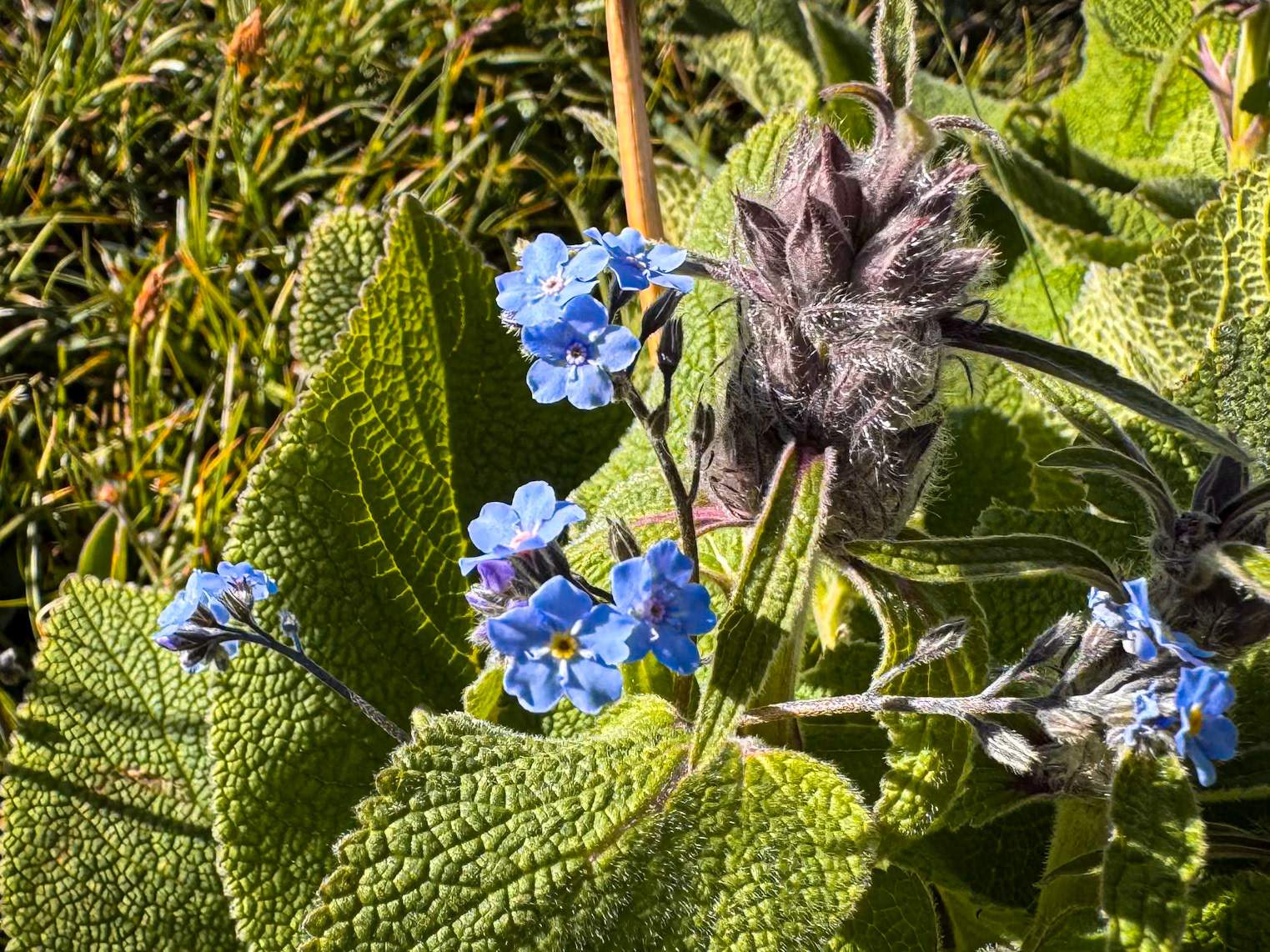 There were wild flowers everywhere
