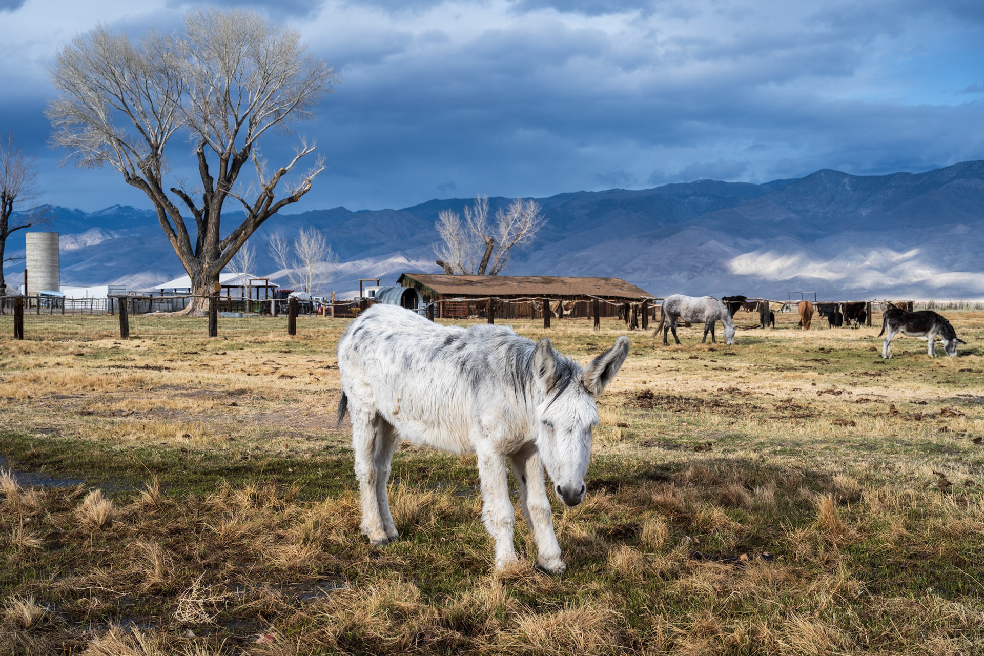 I had the hardest time getting this old donkey to raise its head! Cowhides drying in the background.