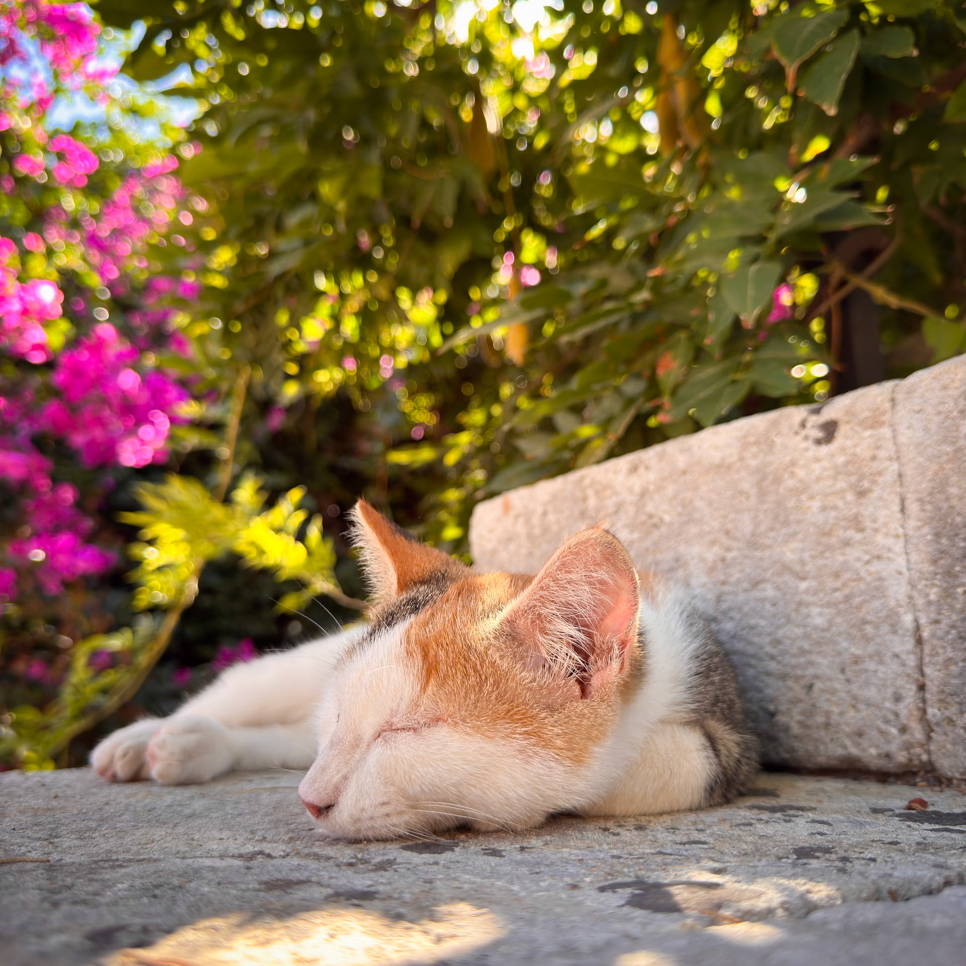 Nothing says Greek island more than all the street cats fed by the neighborhood