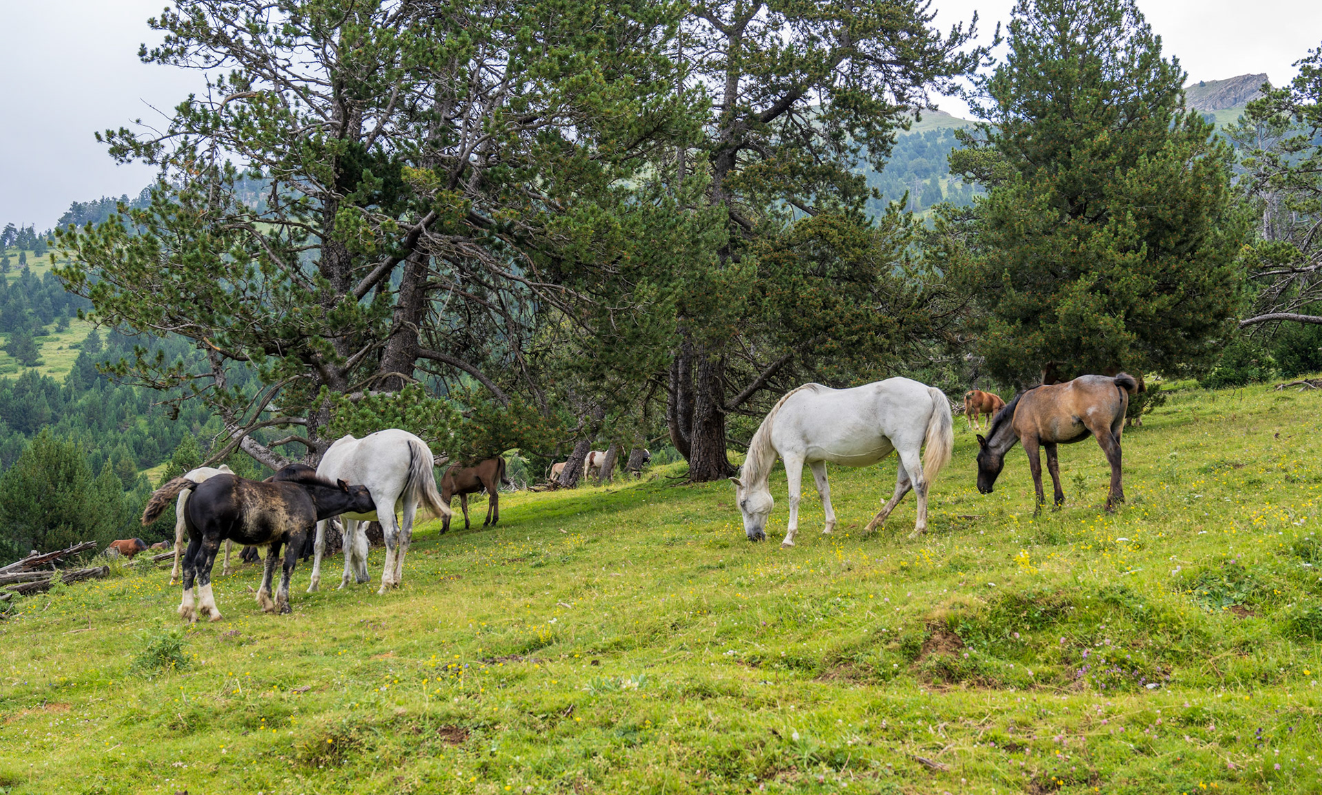 Peaceful wild horses, in this preserved place