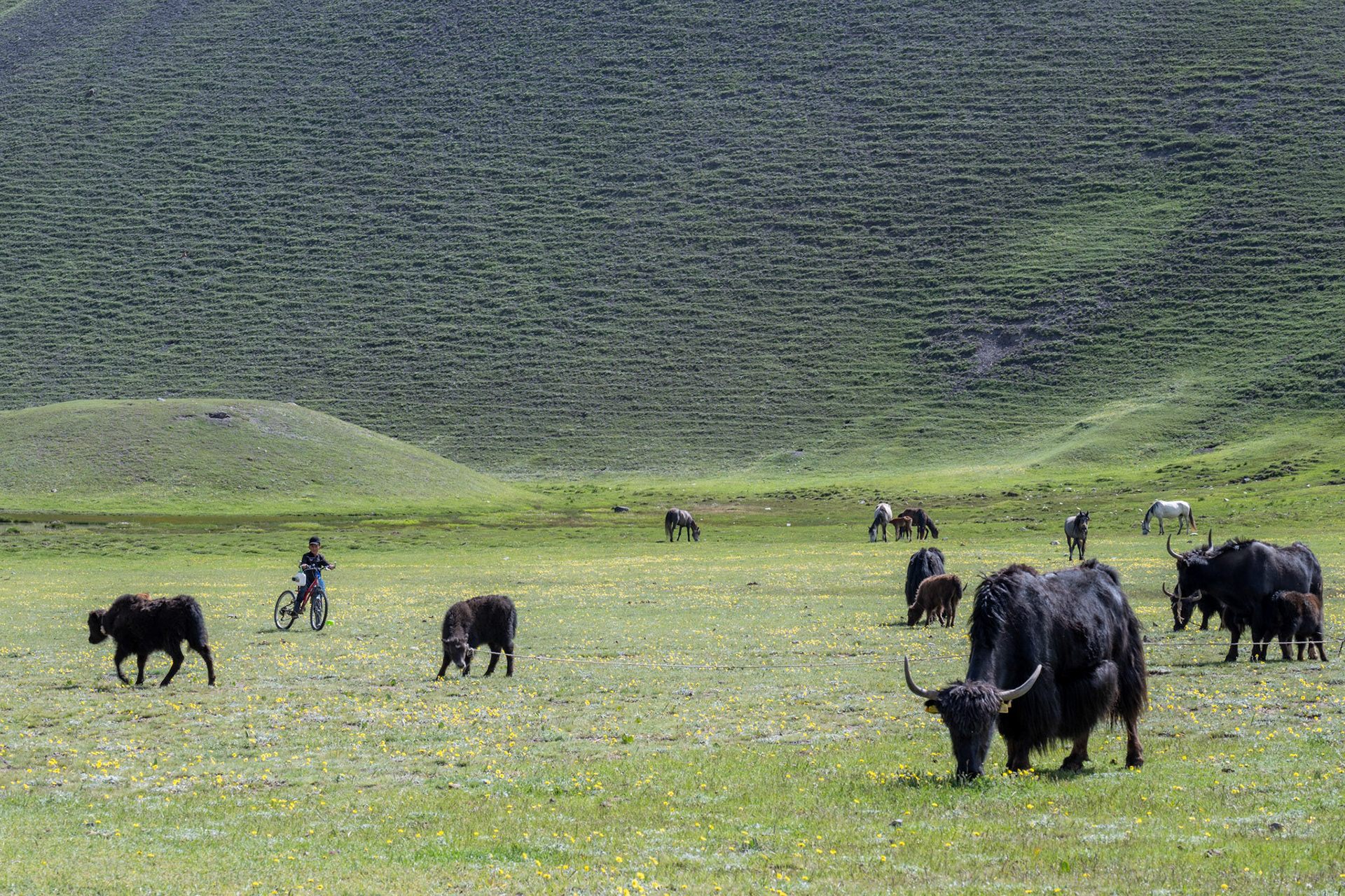 I love the yaks' young shepherd on a bicycle