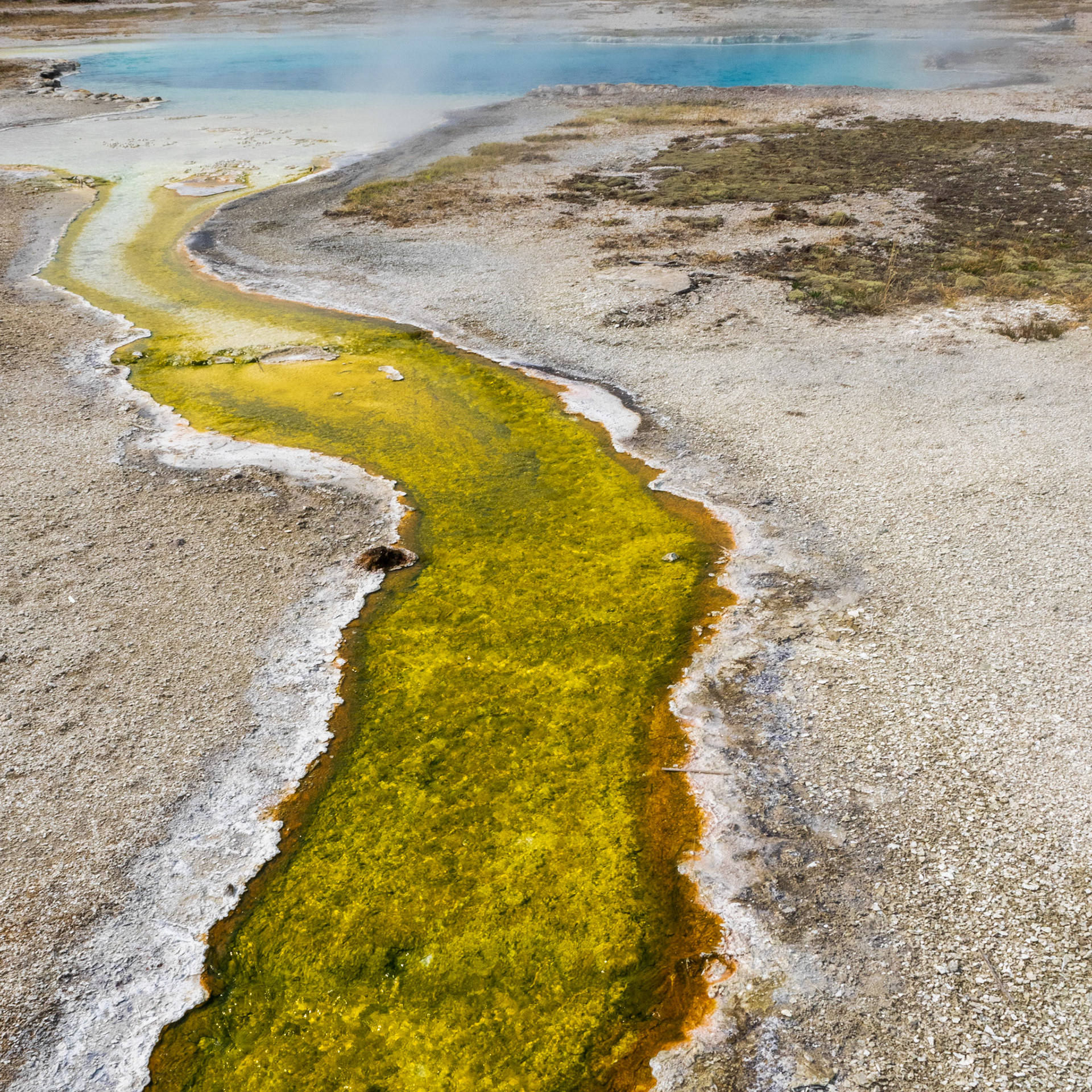 “The hydrothermal features of Yellowstone are magnificent evidence of Earth’s volcanic activity. Amazingly, they are also habitats in which microscopic organisms called thermophiles—“thermo” for heat, “phile” for lover—survive and thrive.”