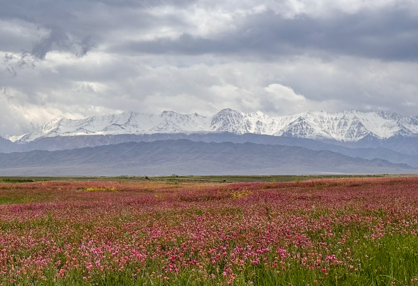 A stunning contrast of blooming flowers and snow-capped mountains!