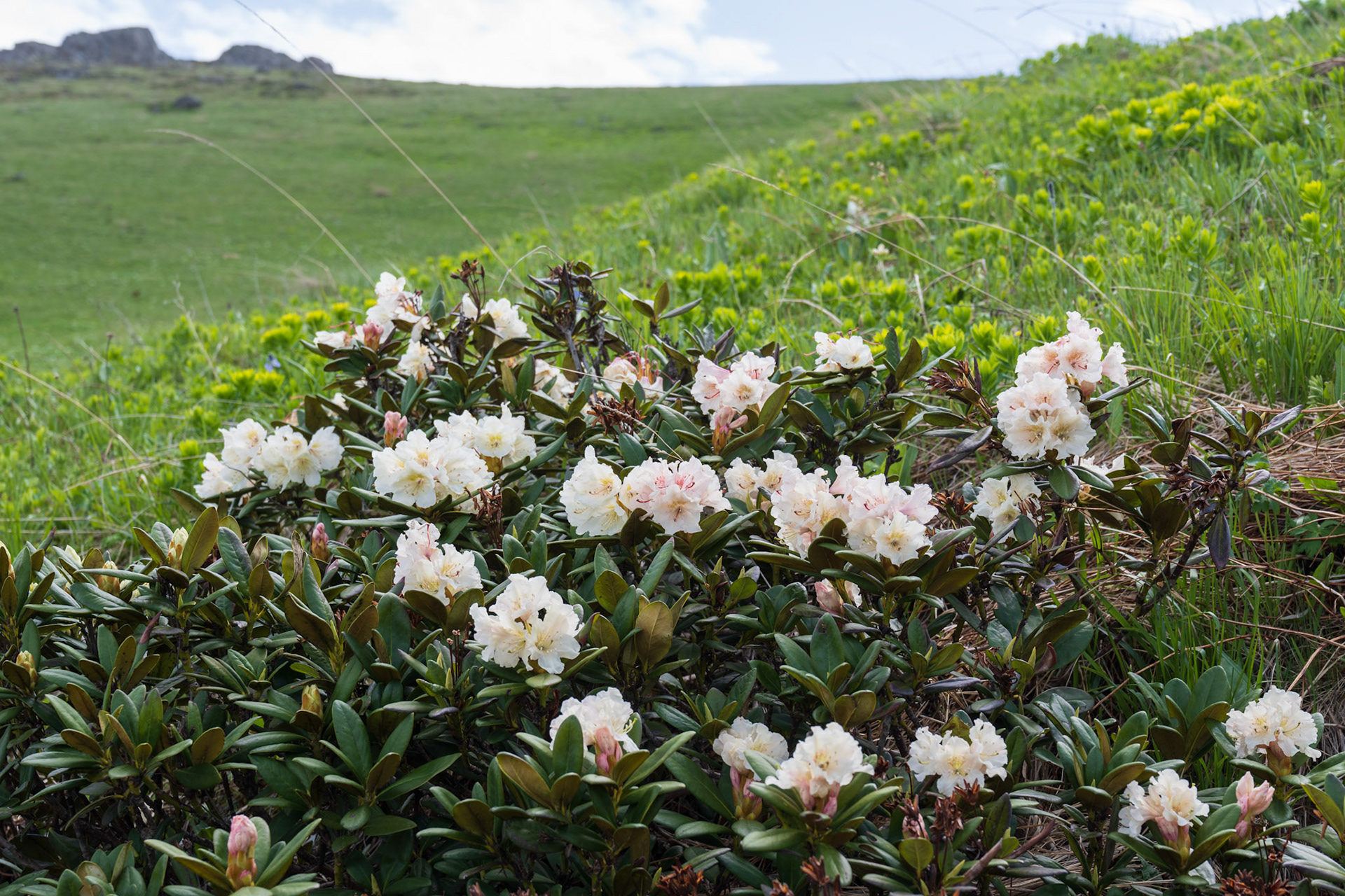 There were beautiful wild flowers everywhere
