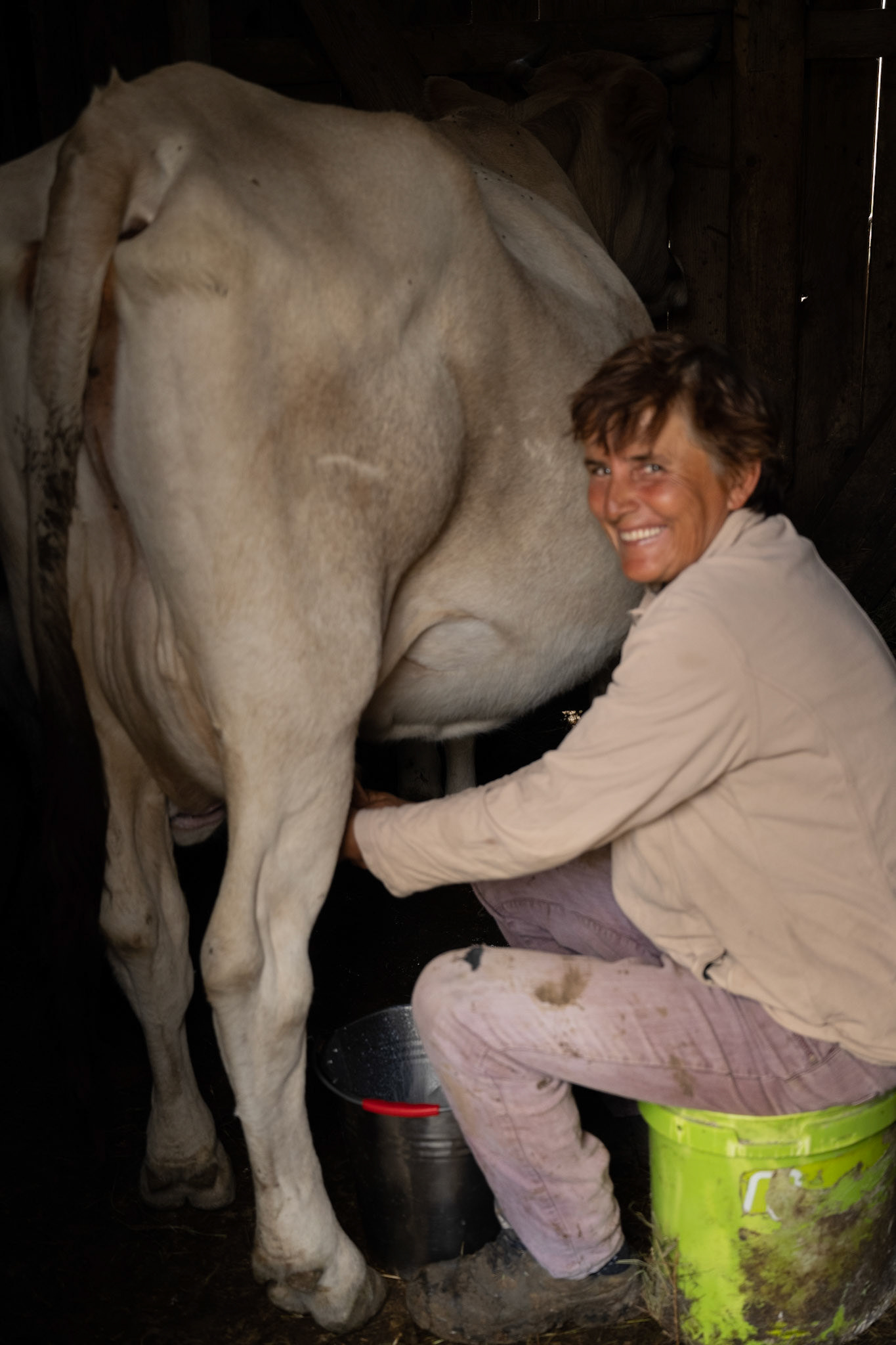 Daniela milking the cows after the calves got their share