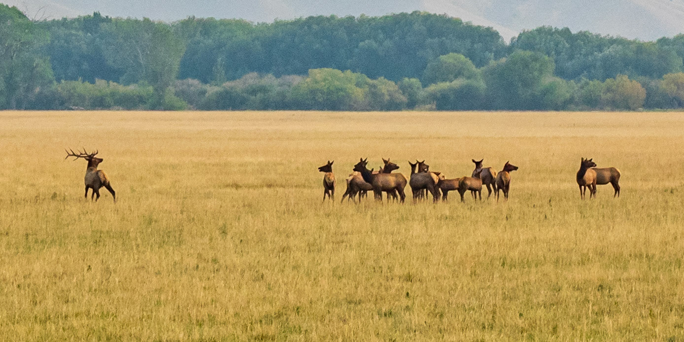 Wild life close to Ennis