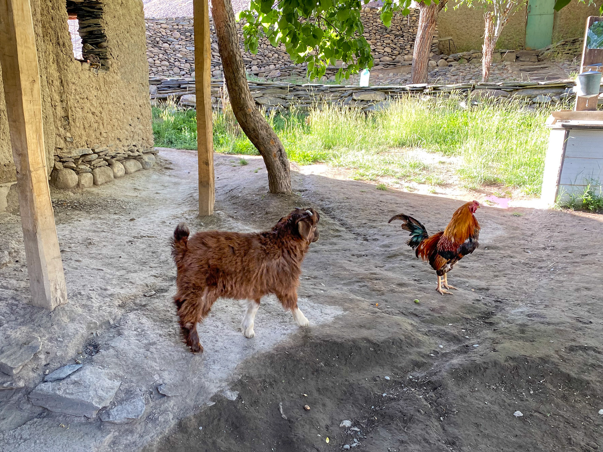 A few animals wandering around the yard. It's all about self-sufficiency 🙂