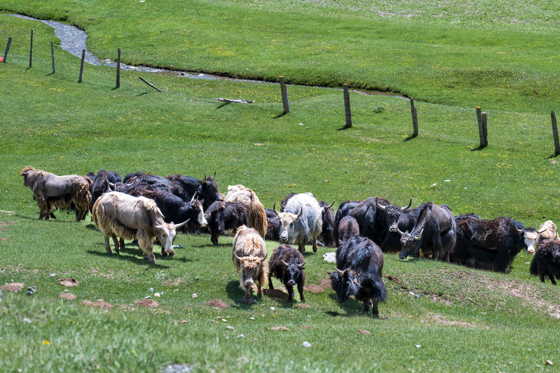 Yaks coming at us!