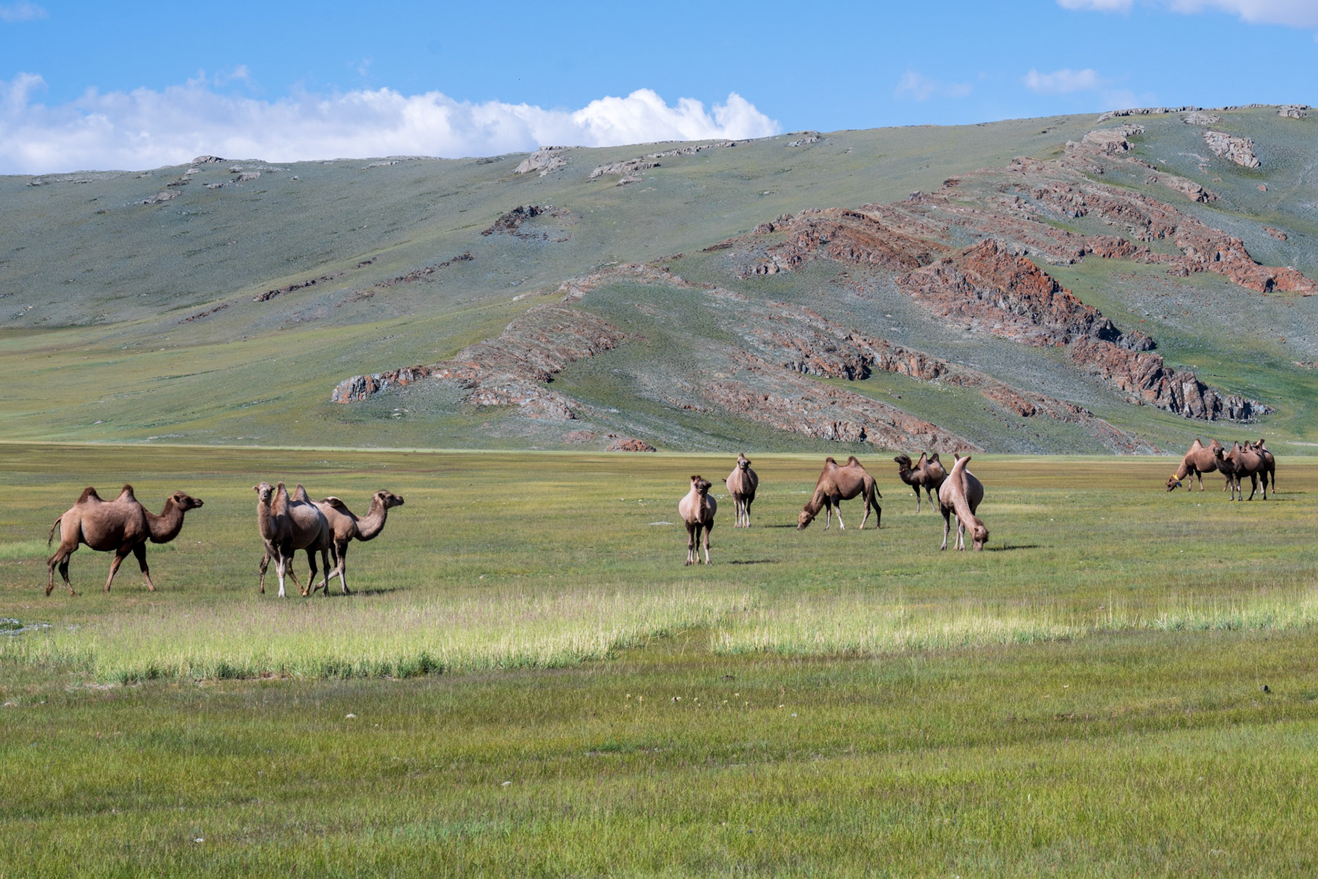 Wild camels