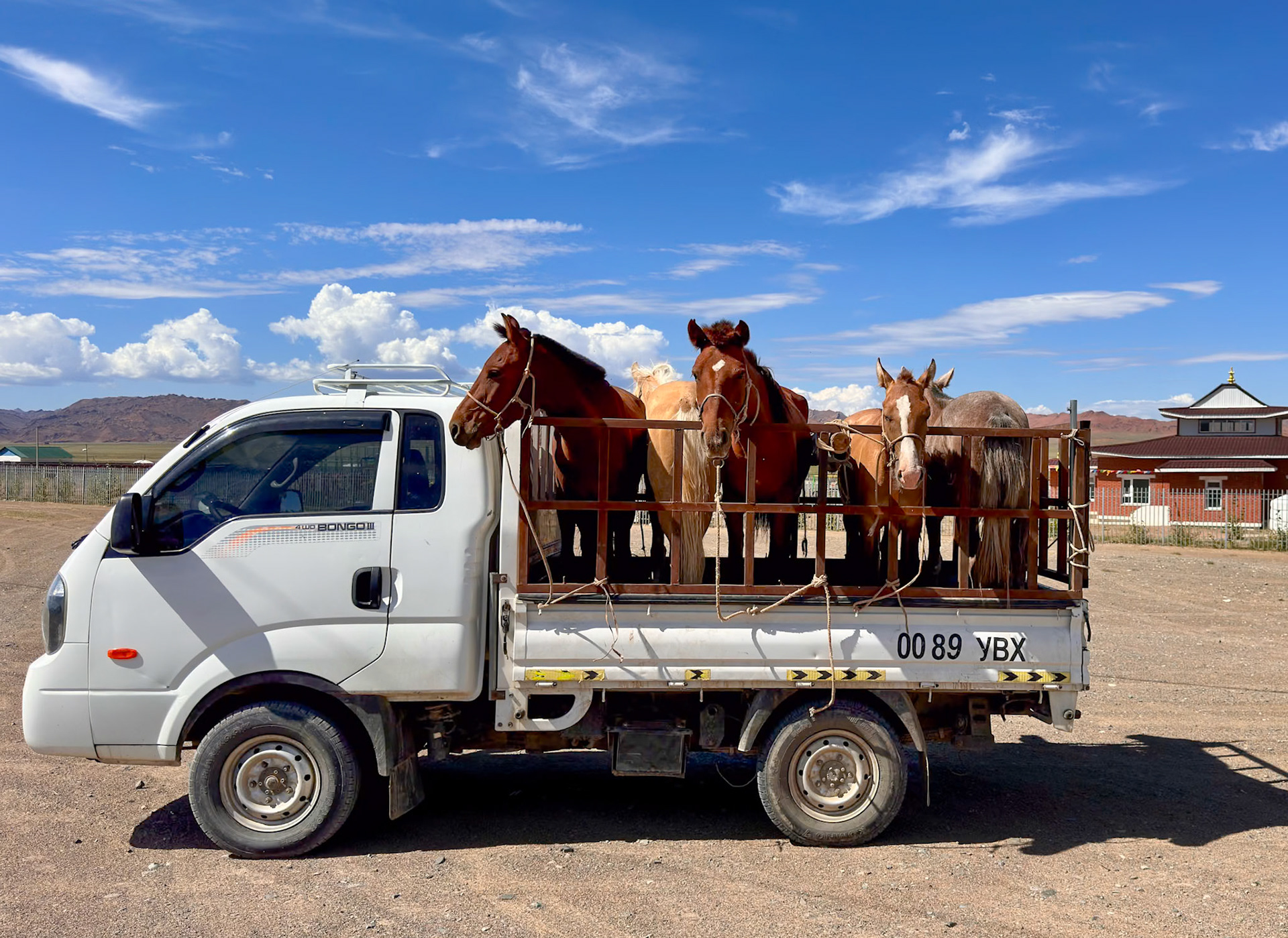 You don't need a big trailer to carry 5 horses!