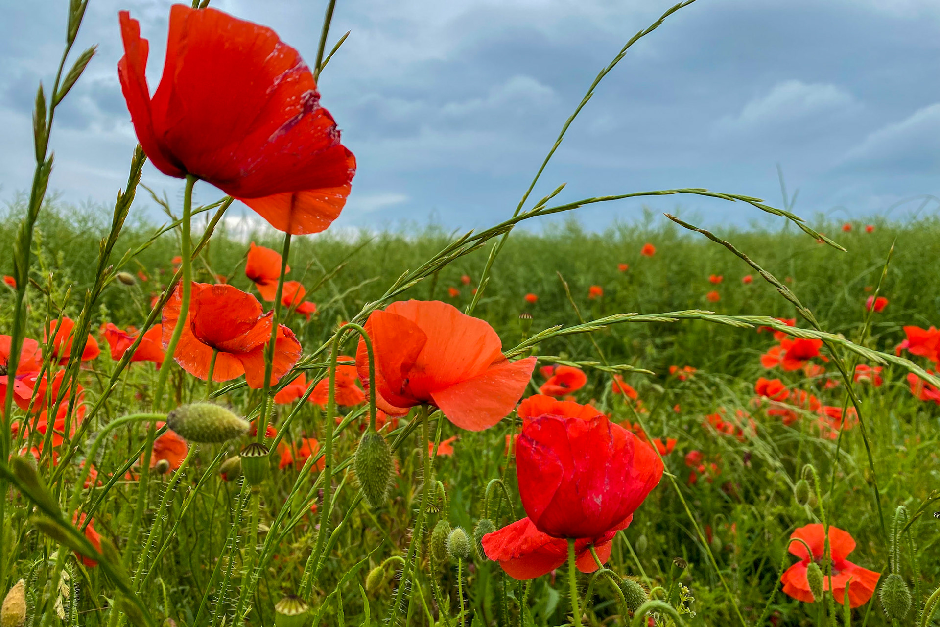 I love the bright orange California Poppyseeds but I love the red ones from France just as much.