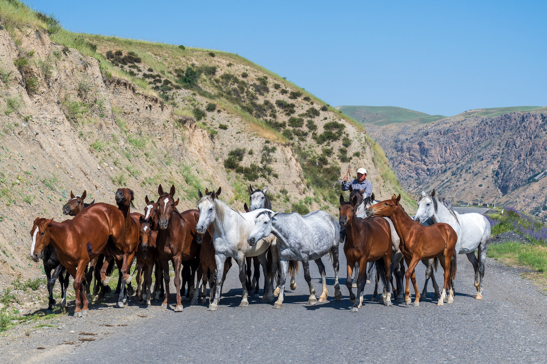 We saw so many horses, everywhere