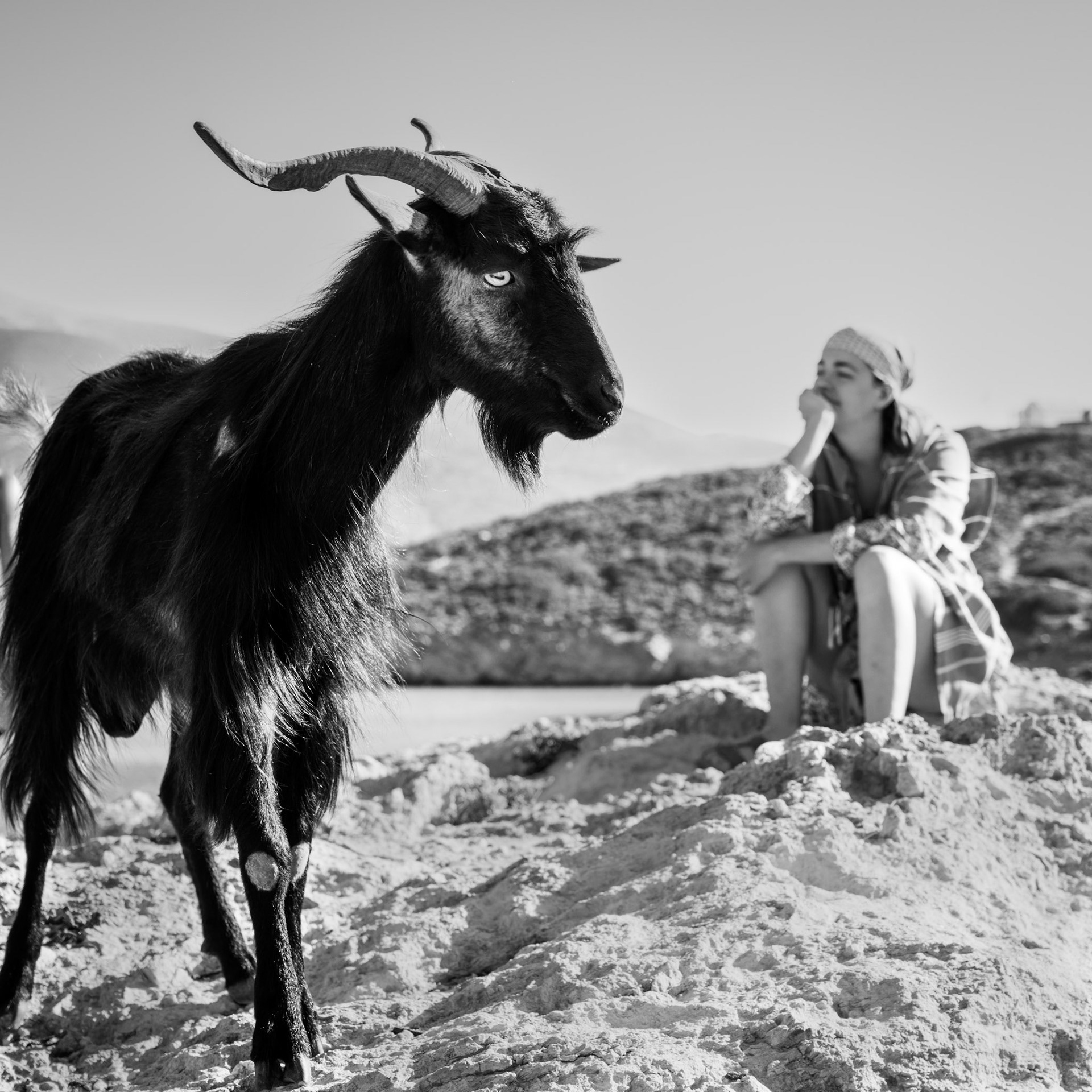 Goat on Nikouria Island