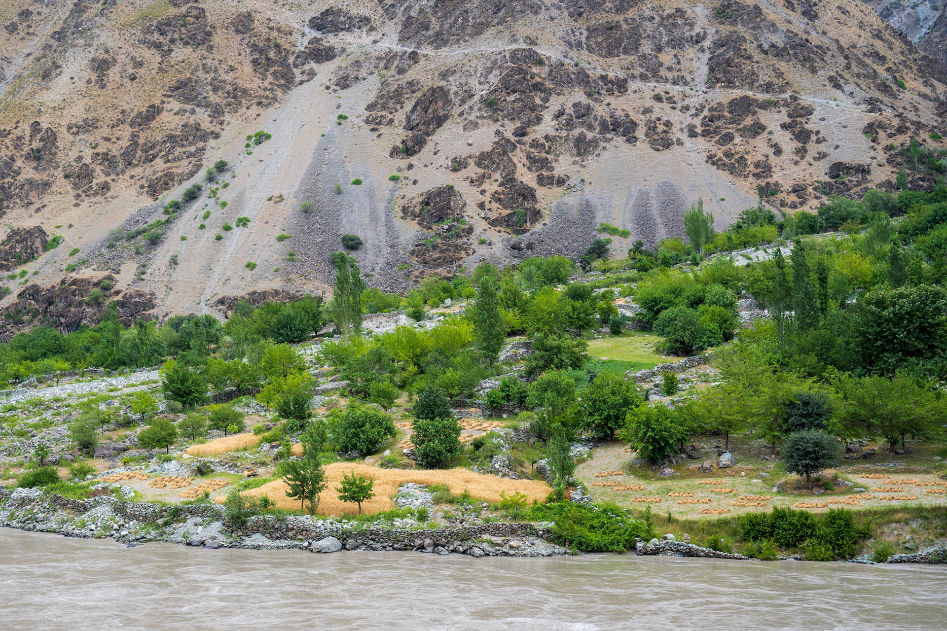 Wheat is still cut and gathered by hand (Afghan side)