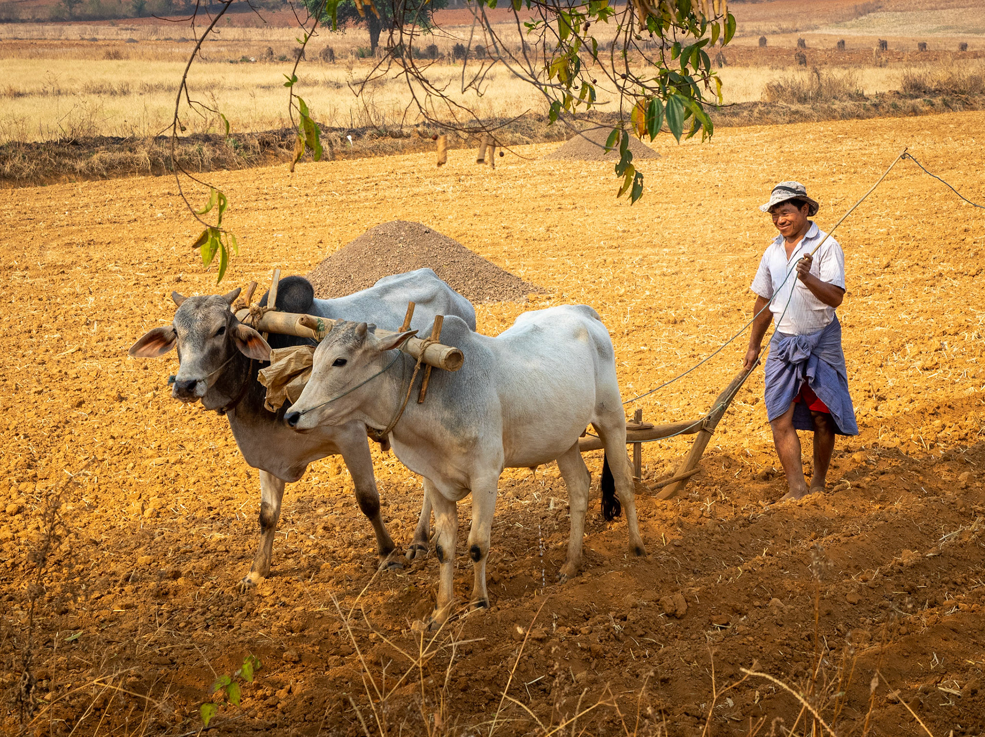 A smily farmer doing his job just like his ancestors did it