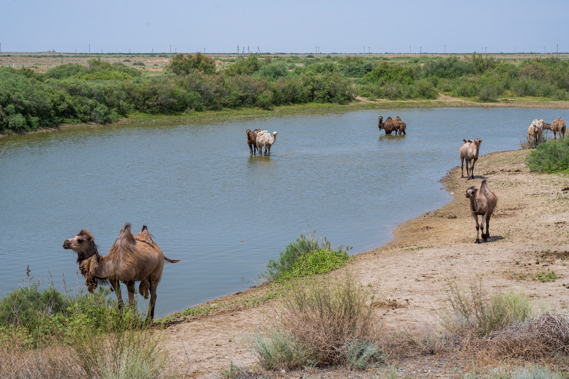 We saw other camels than these ones wandering on the road and some were really huge!