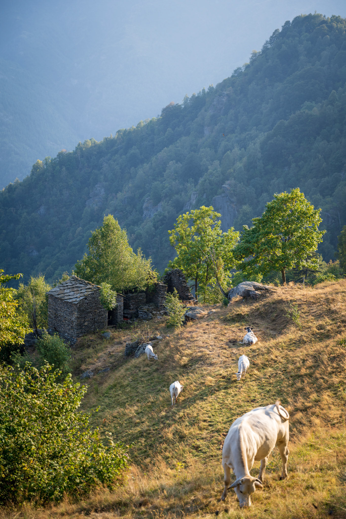 I slept with the sound of the cowbells last night, in the Rifugio Jumarre