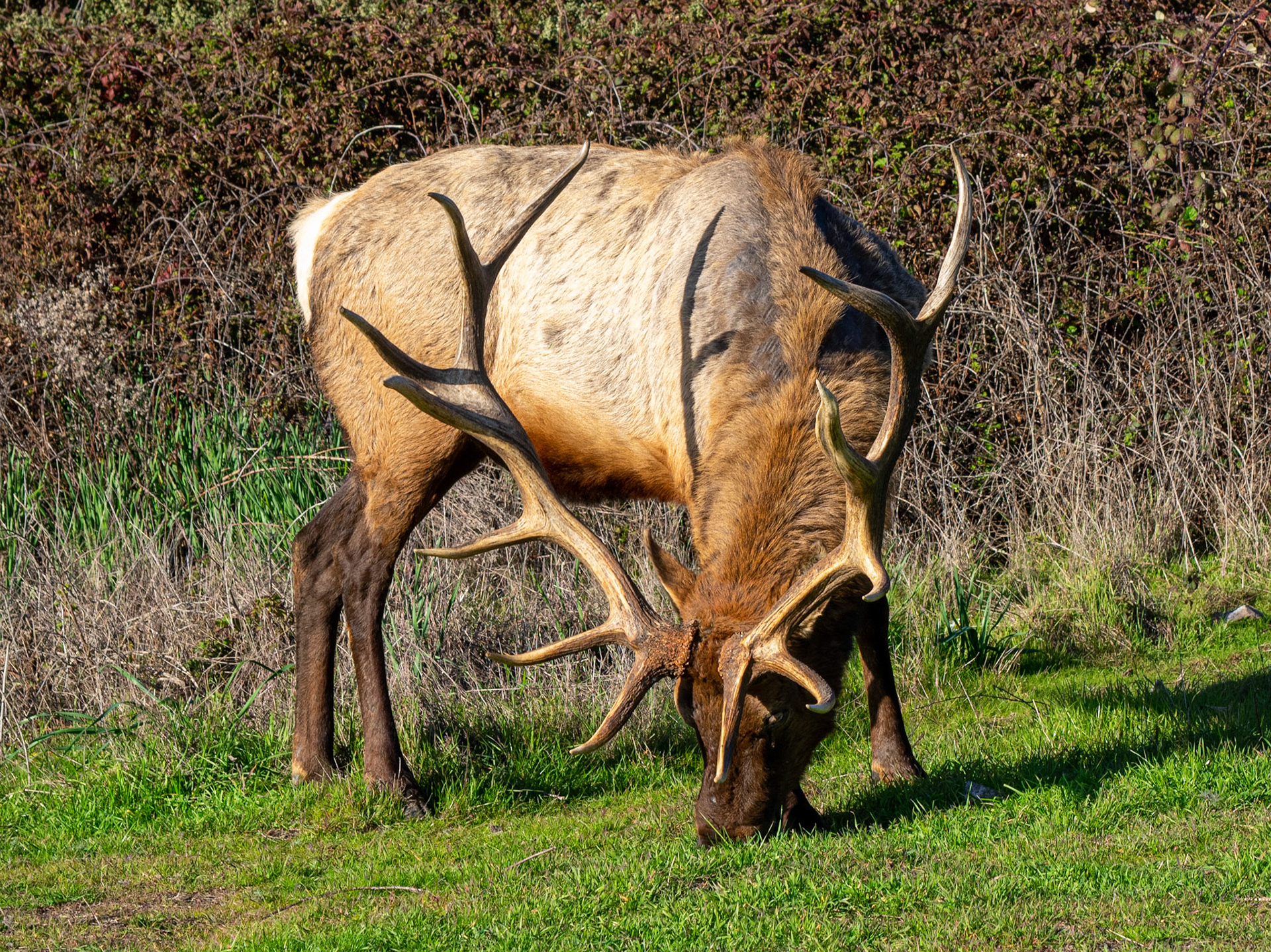A massive Roosevelt Elk