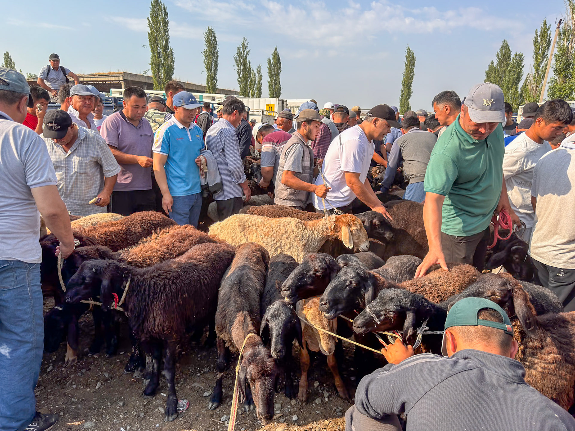 We had to push our way through the dense flow of sheep and men