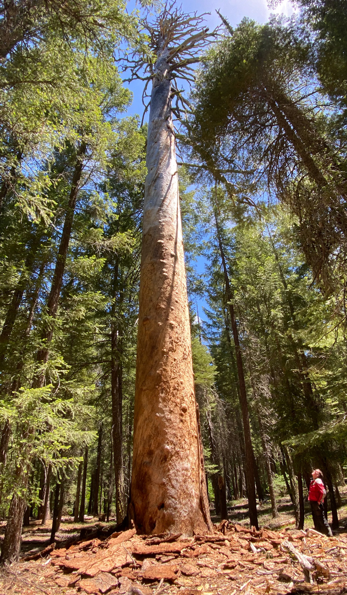 This Ponderosa Pine tree has a diameter of about six feet, the largest of any tree in the Plumas National Forest.