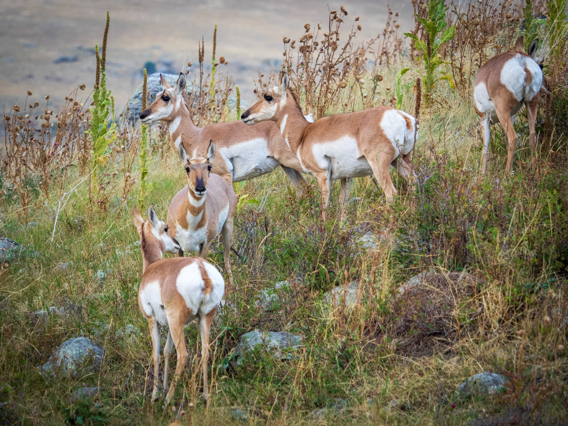 Pronghorns. My friend Bill told me that their closest relative is the giraffe, which of course I could not believe! Turns out that Bill is right. Again.