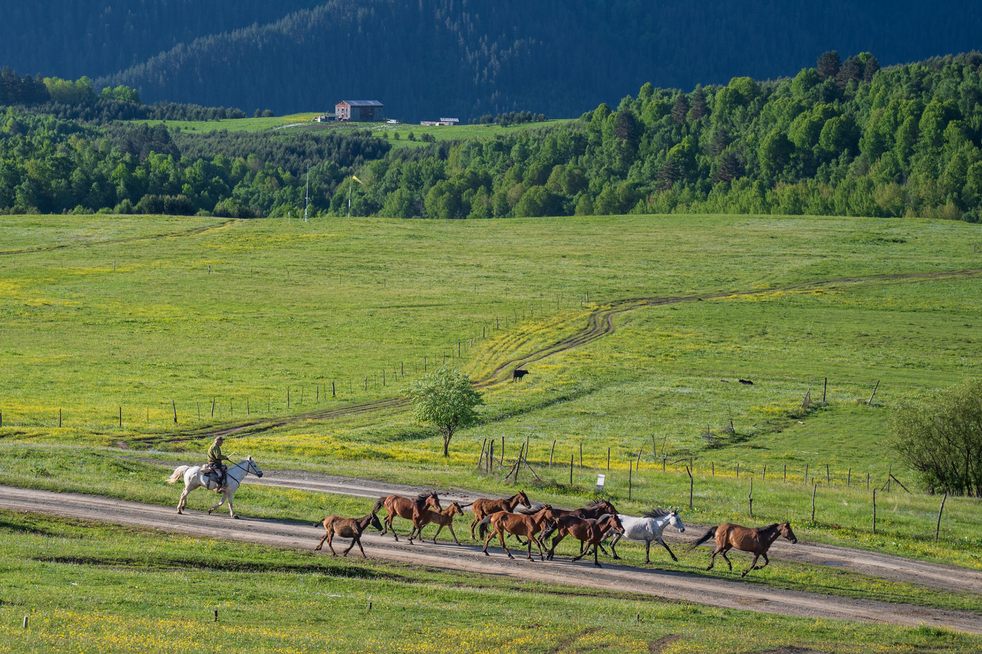 Local cowboys already at work.