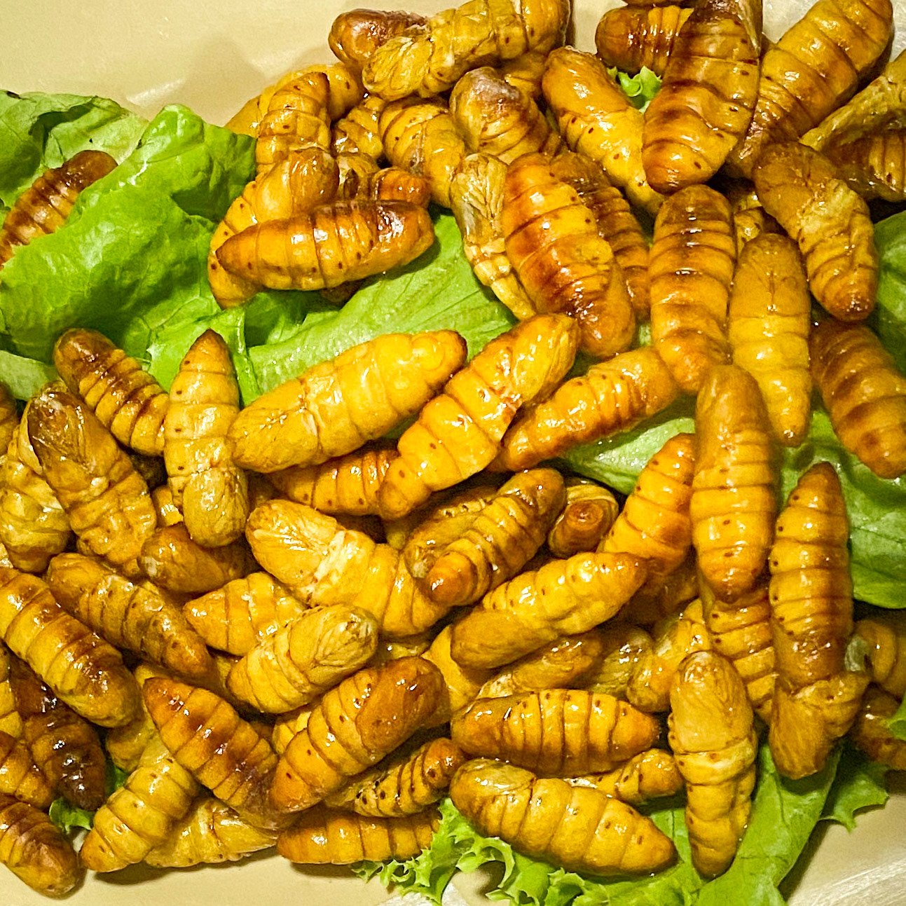 Edible Silkworm Pupae
