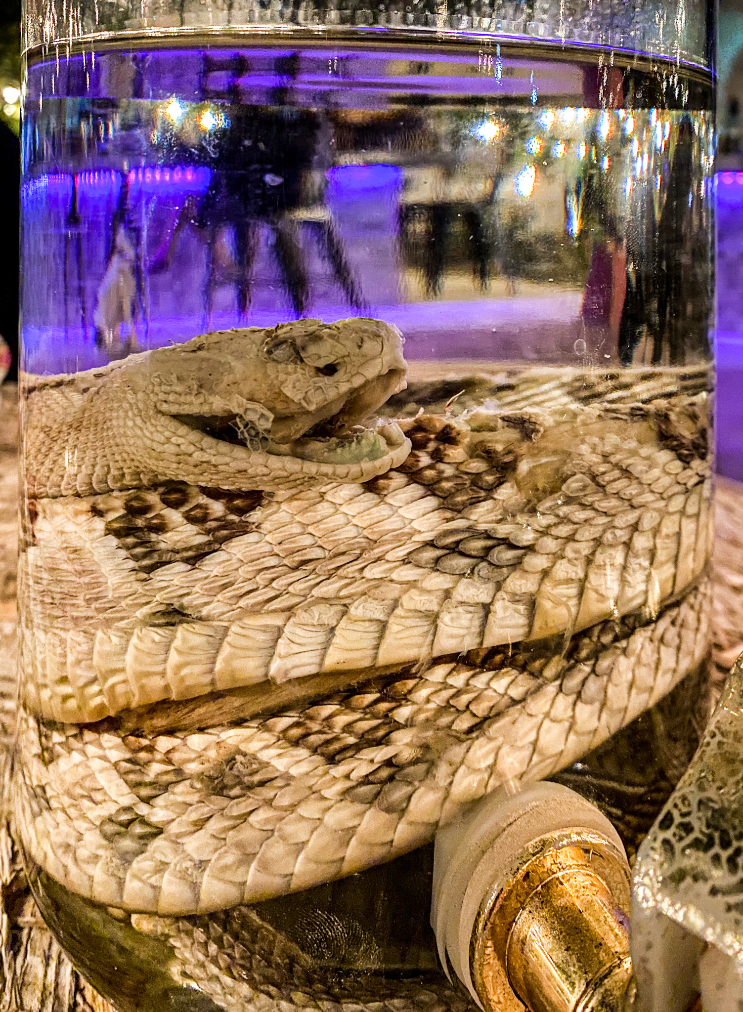 Mezcal with rattlesnake