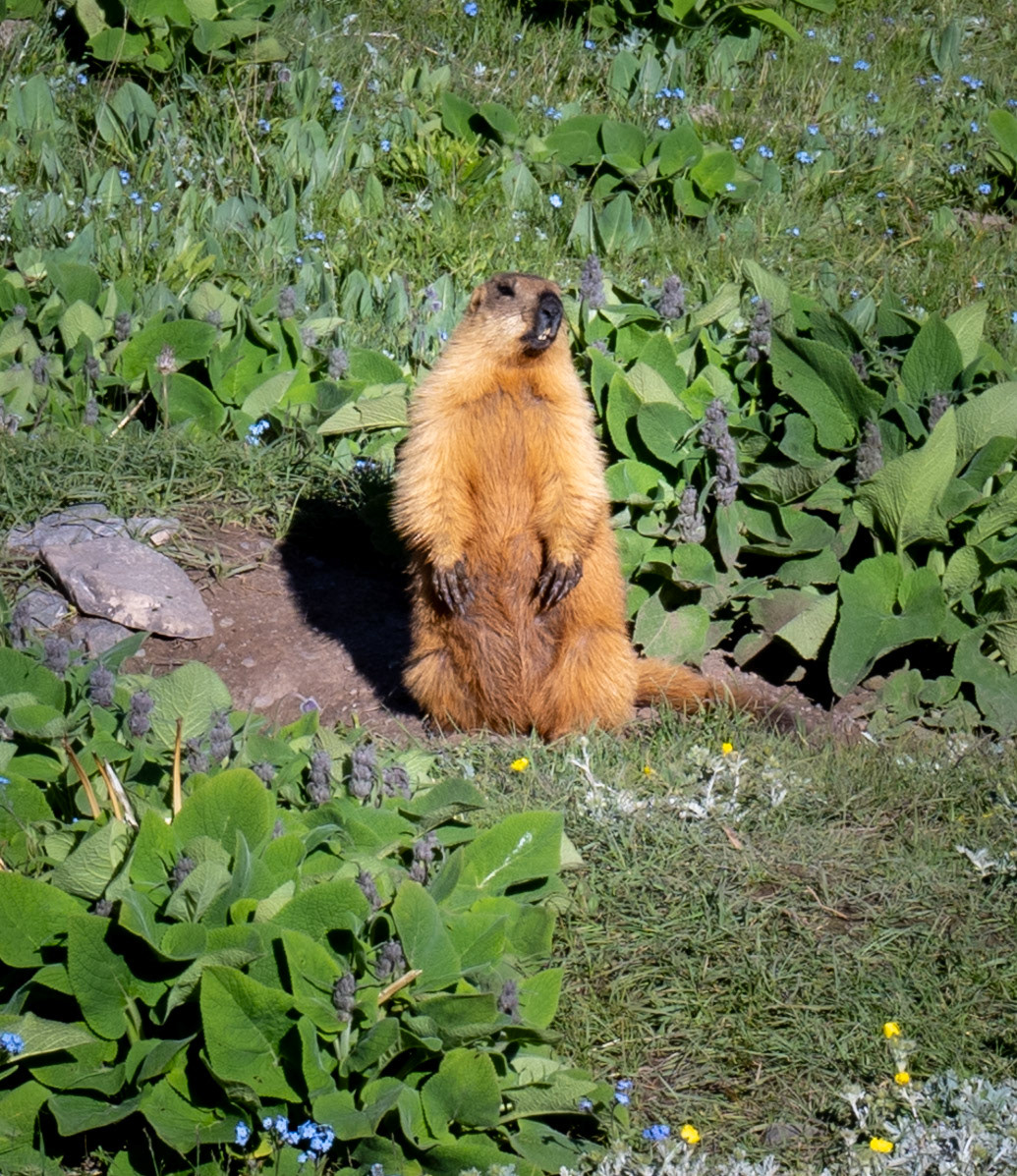 We said goodbye to one of the many marmots around