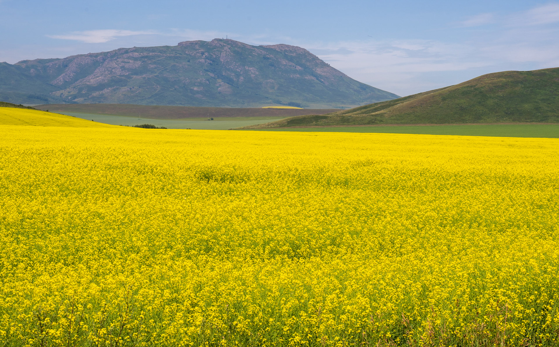 One of the spectacular fields! We also saw beautiful sunflowers' ones.