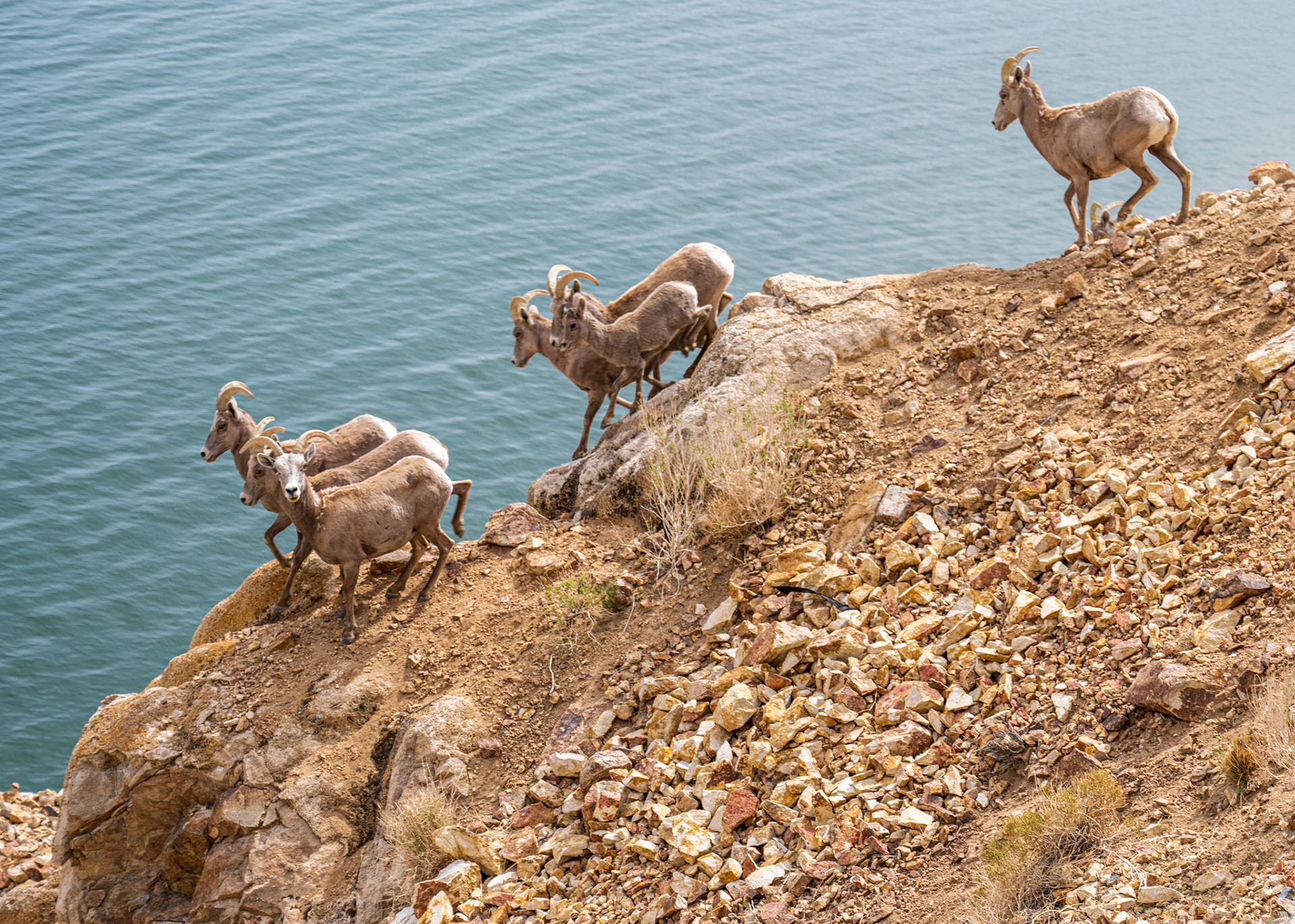 Nevada Bighorn Sheep by Walker Lake