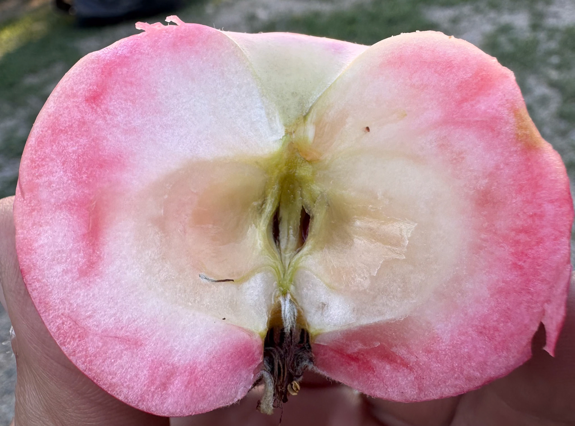In preparation for this trip we read a book I loved called "Apples come Kazakstan" (they really do). The ones from the orchard at our campground were delicious!