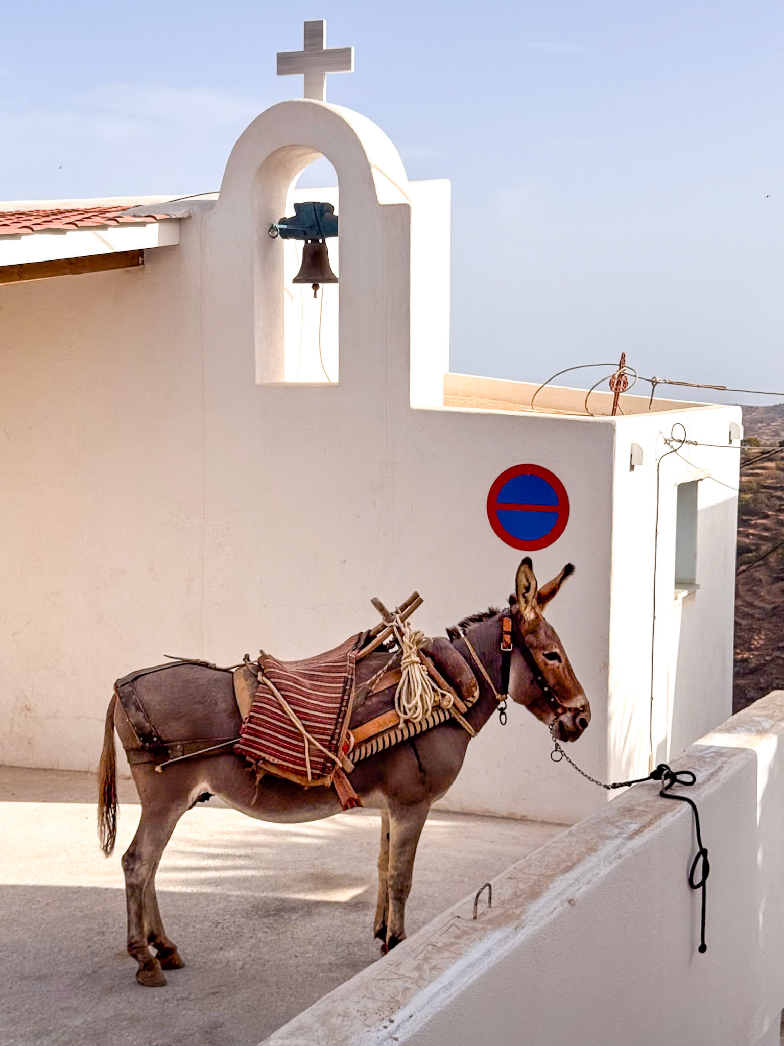 A donkey, oblivious of the sign posted