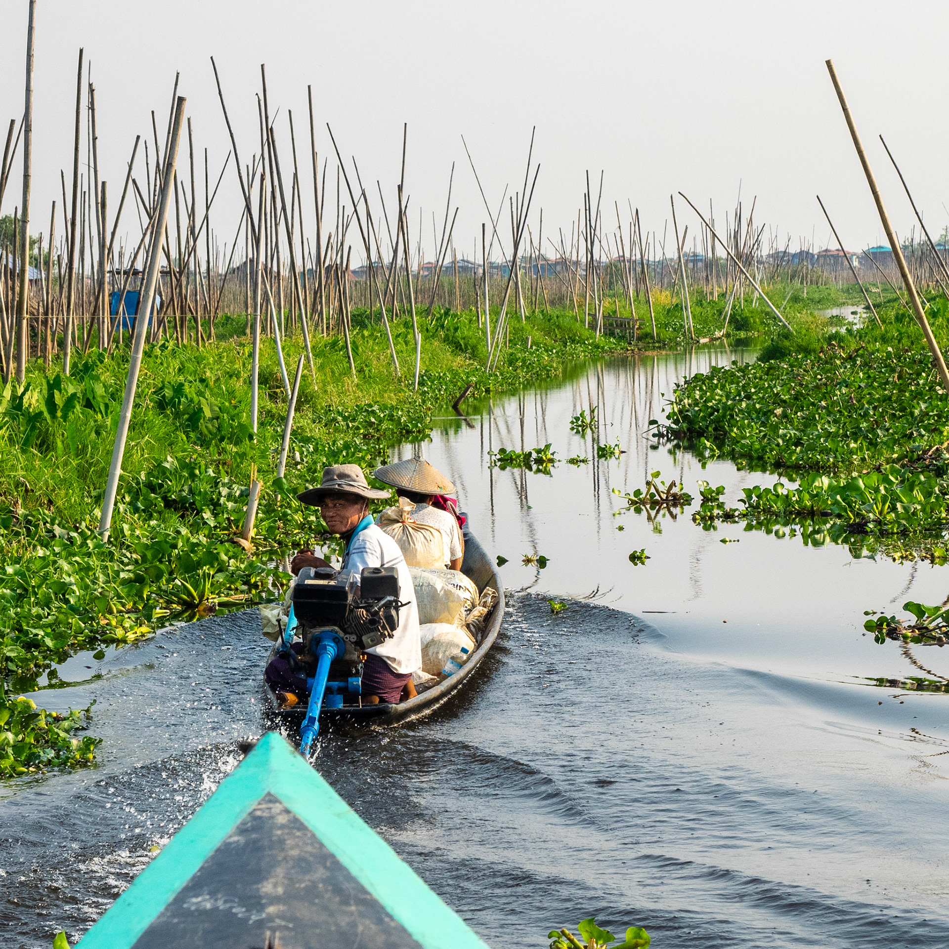 “The Floating Gardens on Inle Lake were made by native people, In-Thars. They grow vegetables on floating islands which are collection of floating weed and water hyacinth. The floating garden beds are formed by extensive manual labor. The farmers gather up lake-bottom weeds from the deeper parts of the lake, bring them back in boats and make them into floating beds in their garden areas, anchored by bamboo poles. These gardens rise and fall with changes in the water level, and so are resistant to flooding. The constant availability of nutrient-laden water results in these gardens being incredibly fertile.“