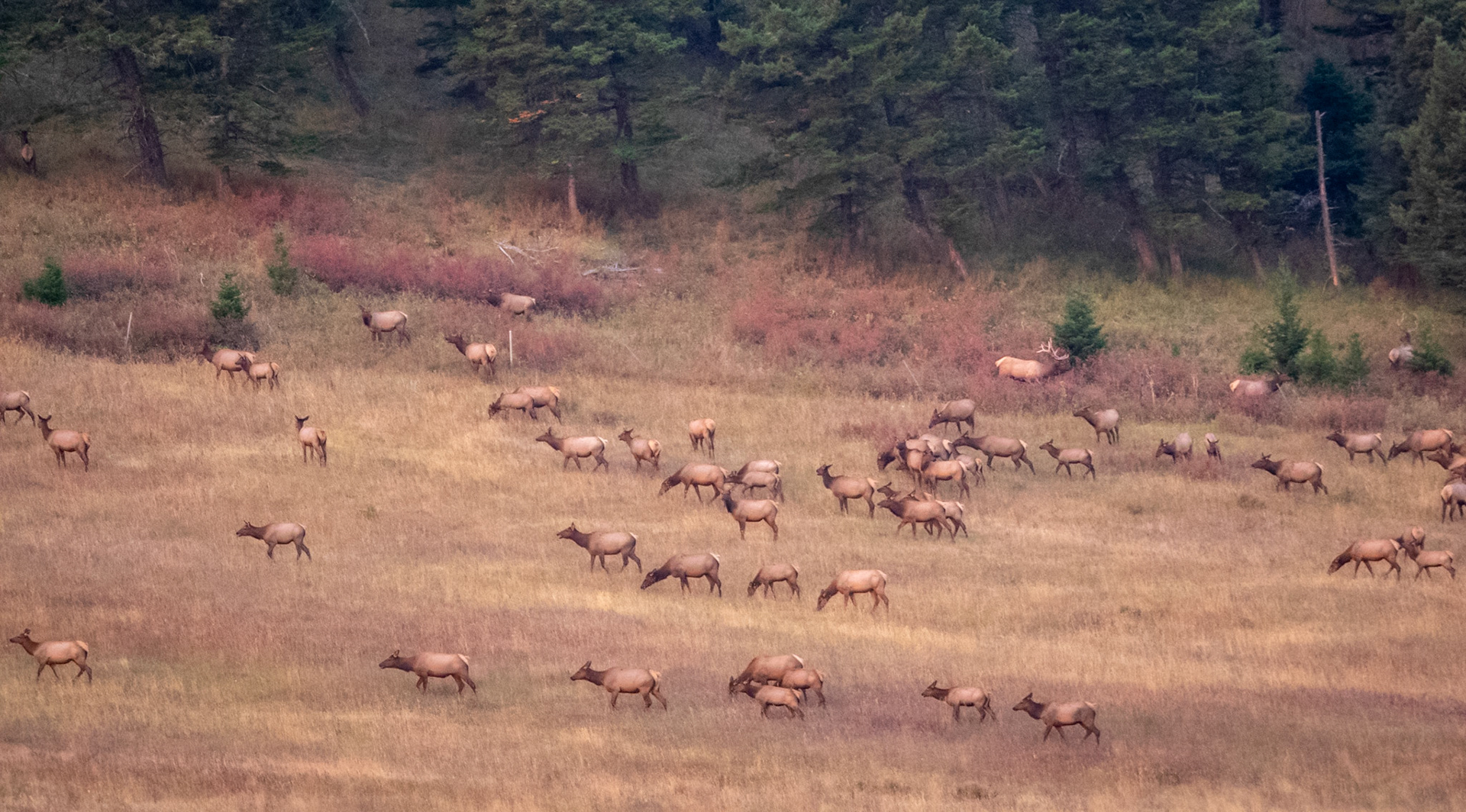 There were coyotes of course, but also the roar of elk bulls in rut and something that sounded like monkeys that I think came from the females. I saw dozens of elks at the border of the woods and the grass. In the dim light of dawn I could sense their nervousness. But I did not see any fight, even though you can see 5 bulls in one of the pictures. I kept watching, absolutely fascinated! When the sun finally rose above the crest they slowly went up and disappeared in the forest. Moments like that fulfill you for the day...