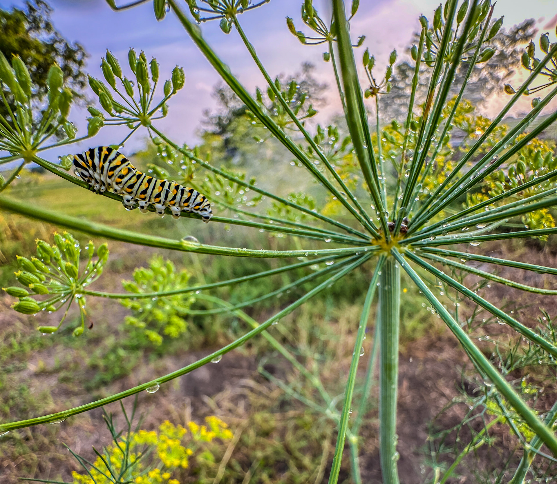 Framed print - 2023 - Bug & Dill - Honorable mention/Macro Detail - Mobile Photography Awards
