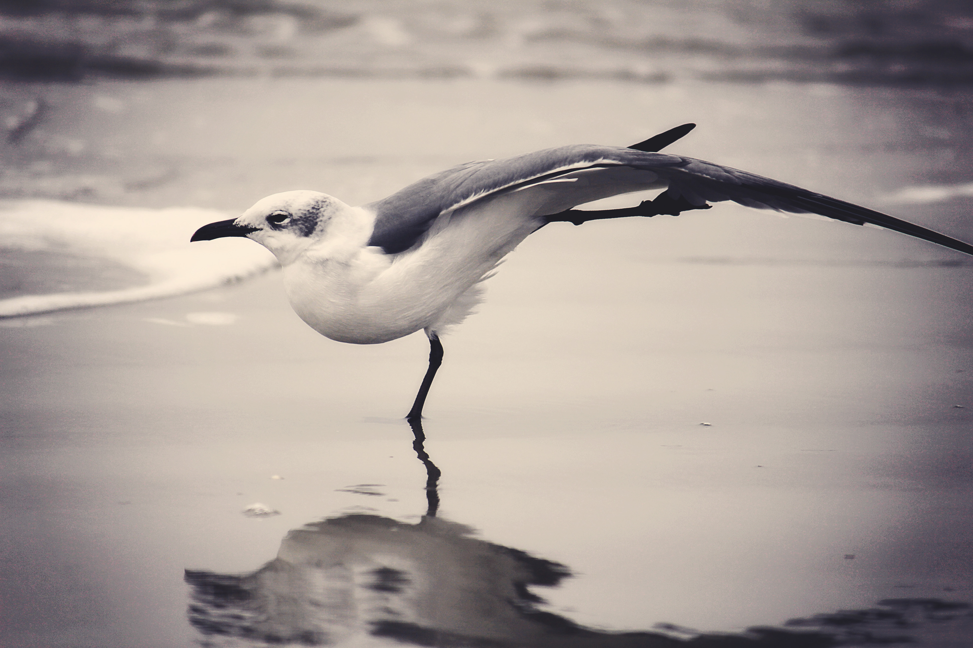 Framed print - 2015 - Seagull - SeeMe Exposure award reception, The Louvre, Paris, Fr