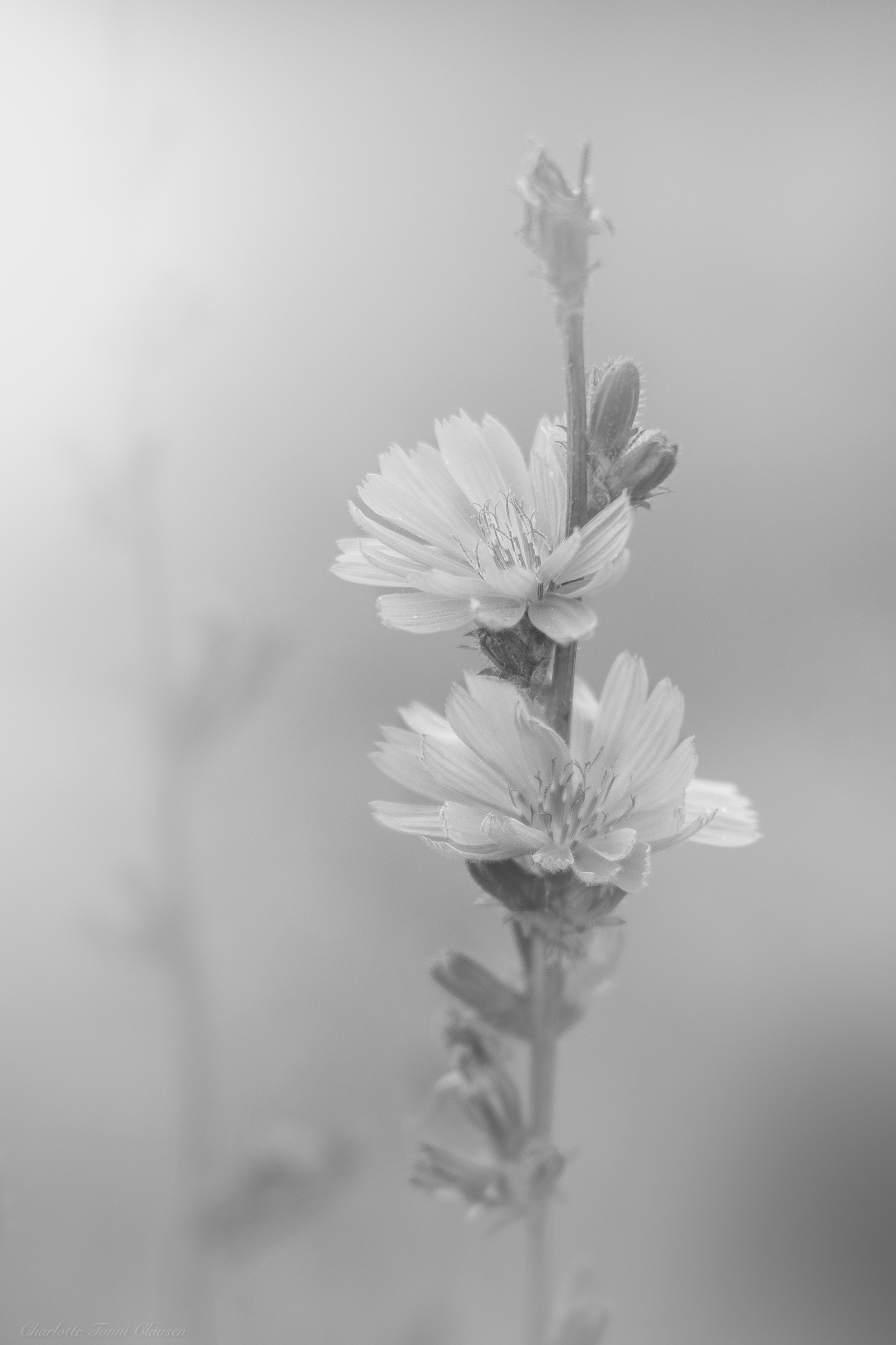 Himmelblå I B&W