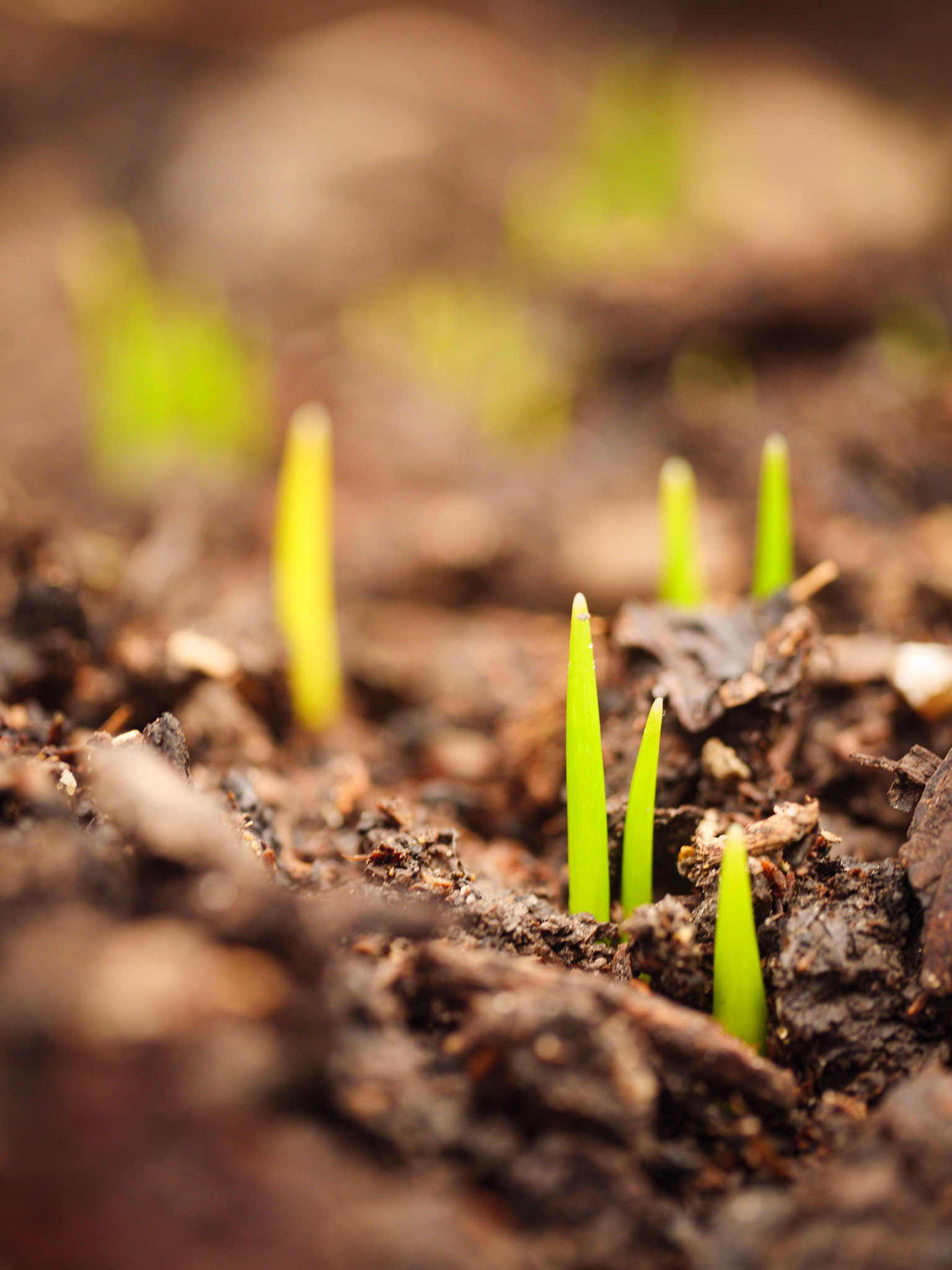 Tiny shoots at Nymans NT