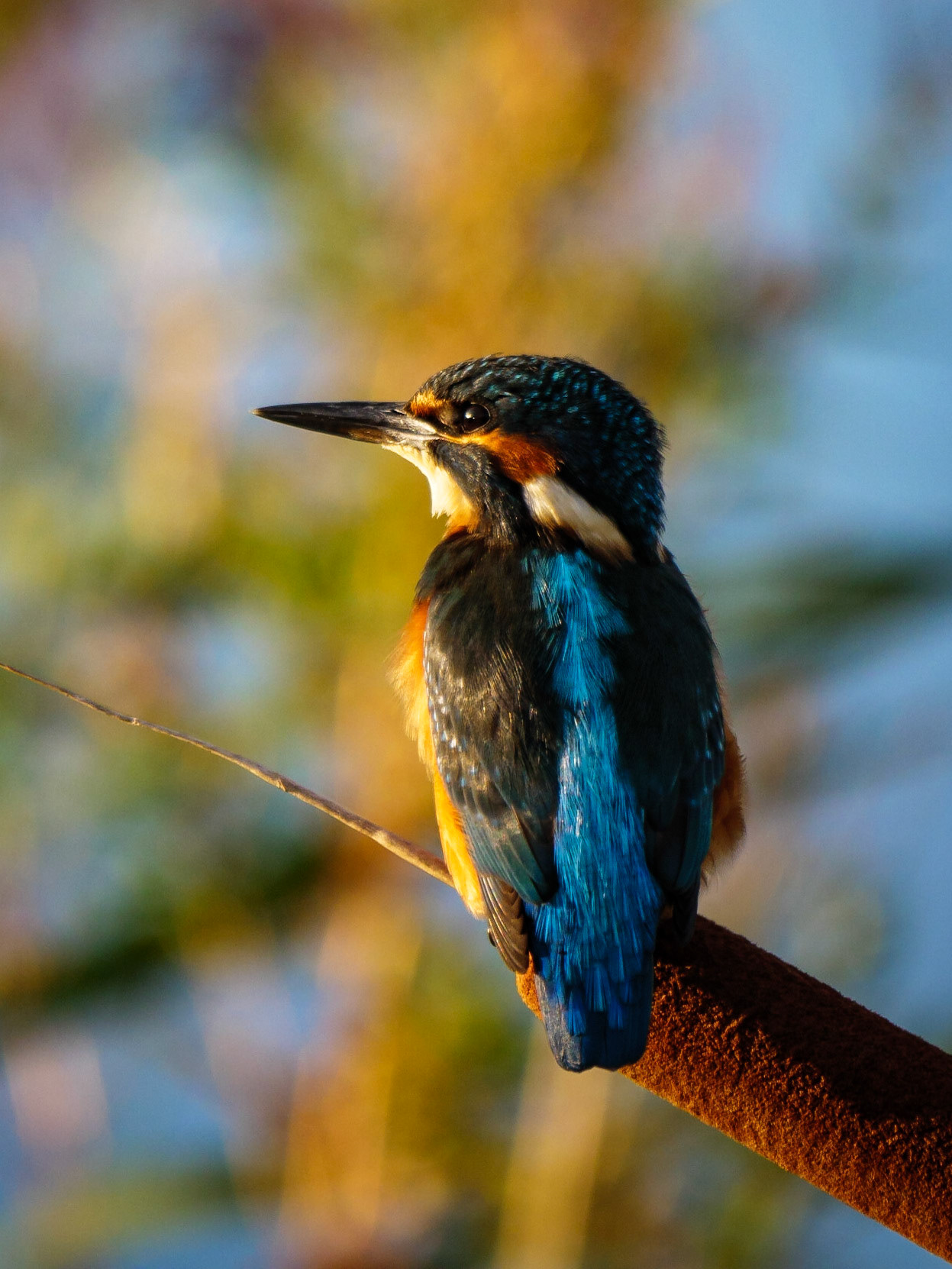 Sunset Kingfisher at NWT Holme Next the Sea.  Taken with Lumix GH5 and Leica 100-400mm lens at 400mm (1/640 sec at f6.6, iso 400)