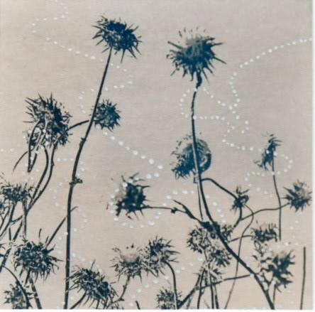Les coquettes, photographie cyanotype rehausse encre, Laurence Rocoplan