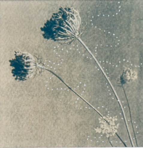 Légèreté, photographie cyanotype, Laurence Rocoplan 