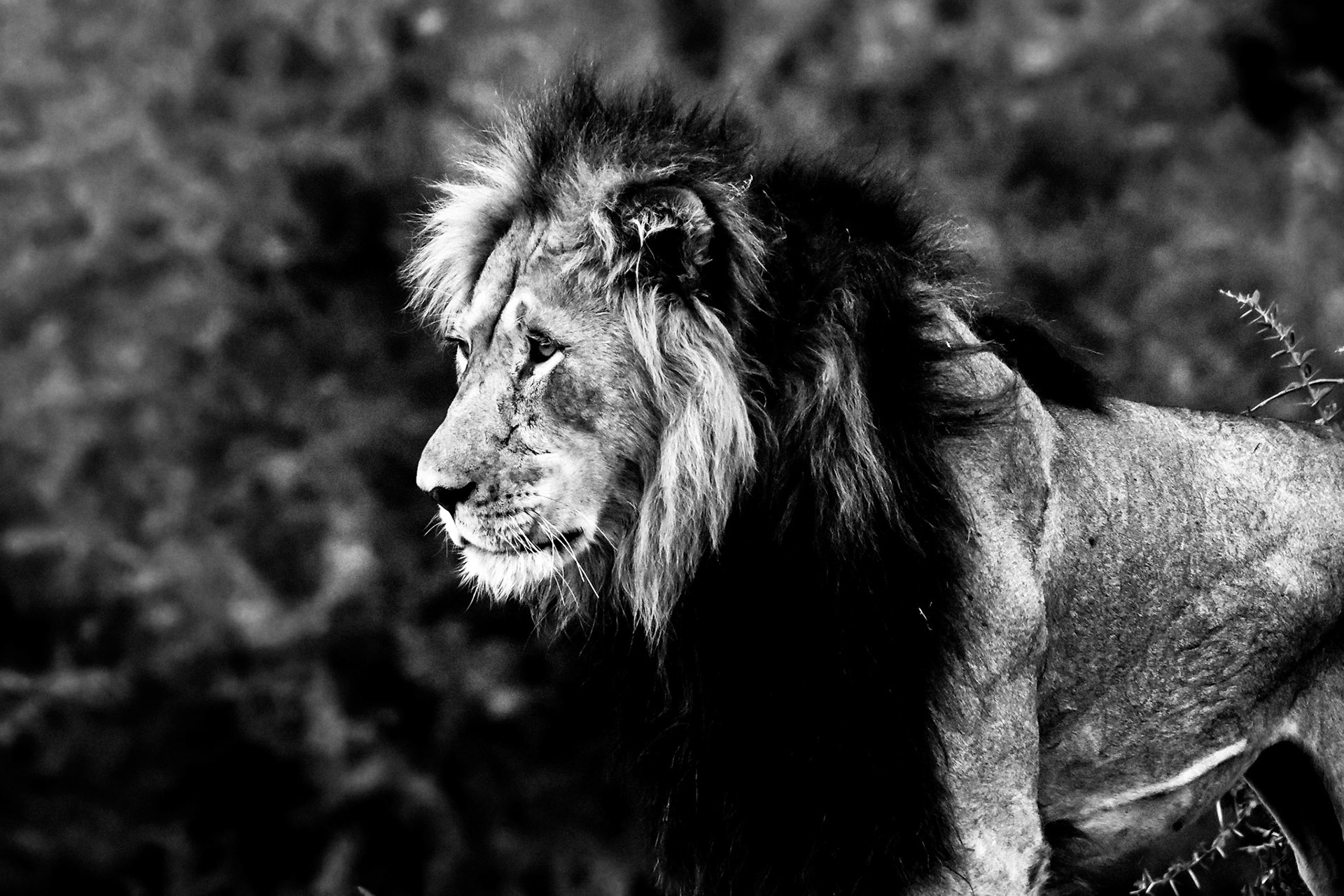 Woke this lion up as we drove past at Addo Elephant Park, luckily he took his time to get up so I could get my camera out!